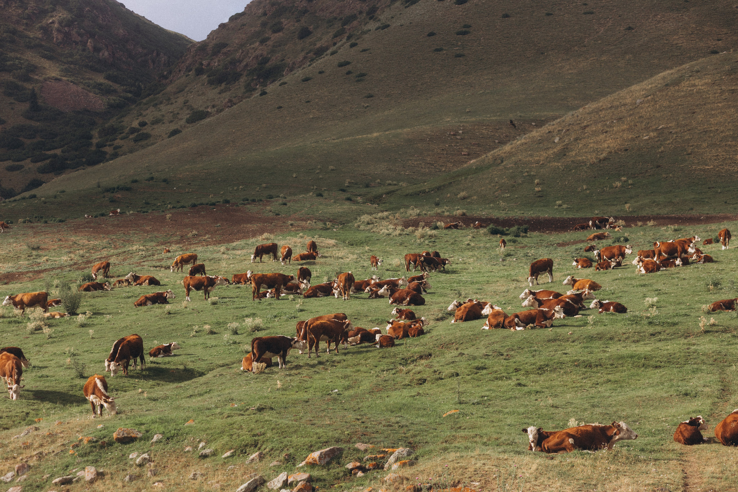 Плато Ассы. Экскурсии и туры по Алматы