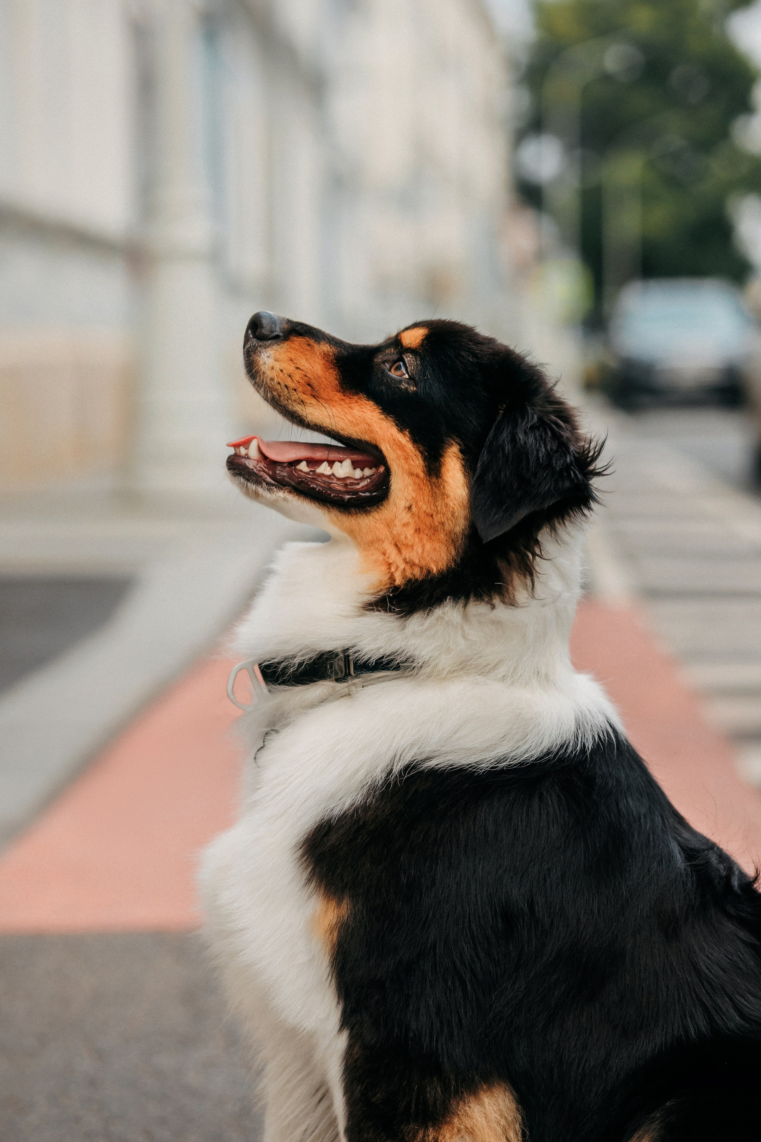 Лена и Рэй. Фотограф-анималист Елена Радченко, Москва