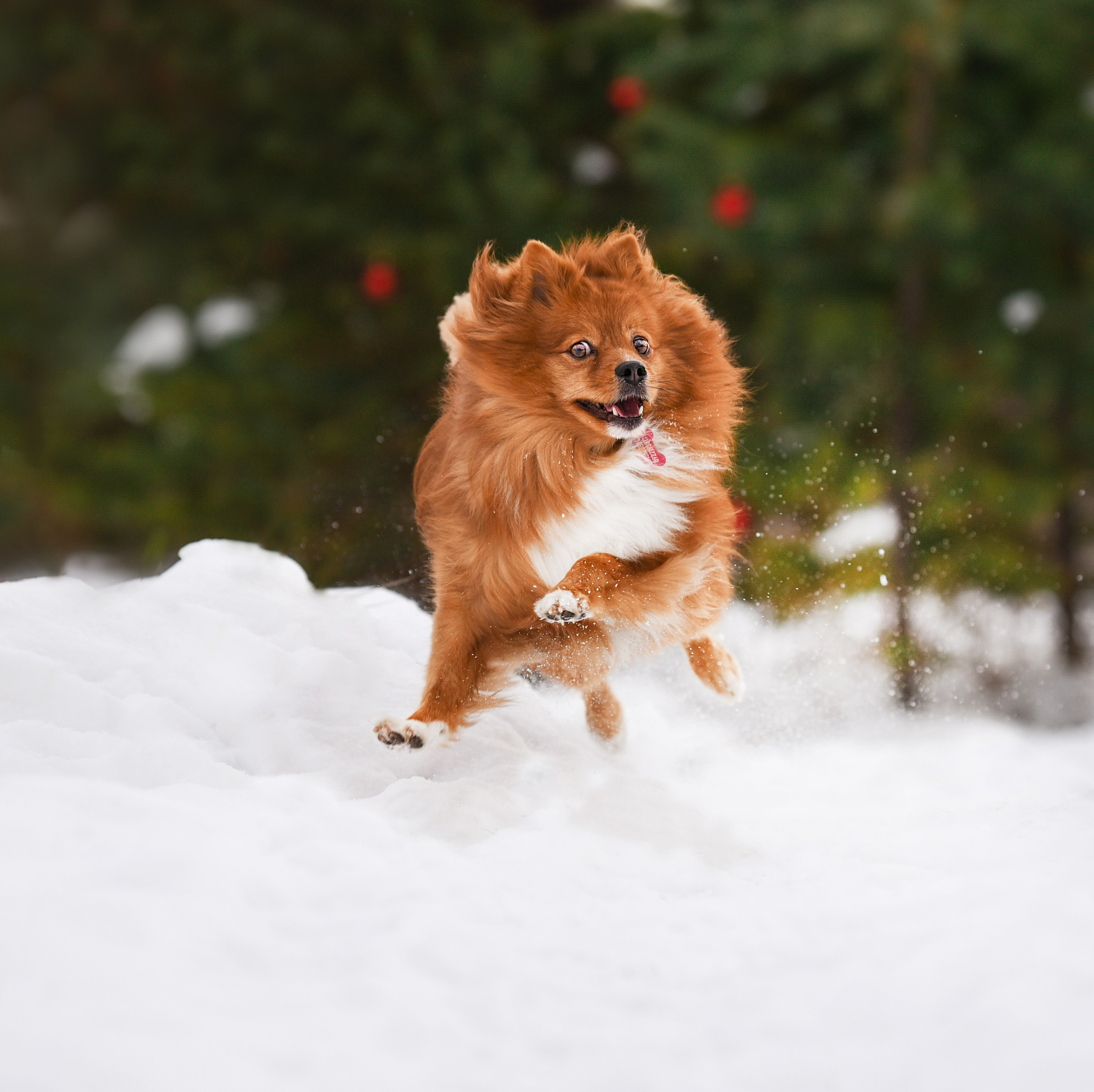 Портфолио. Фотограф-анималист в Екатеринбурге Марина Шишкина