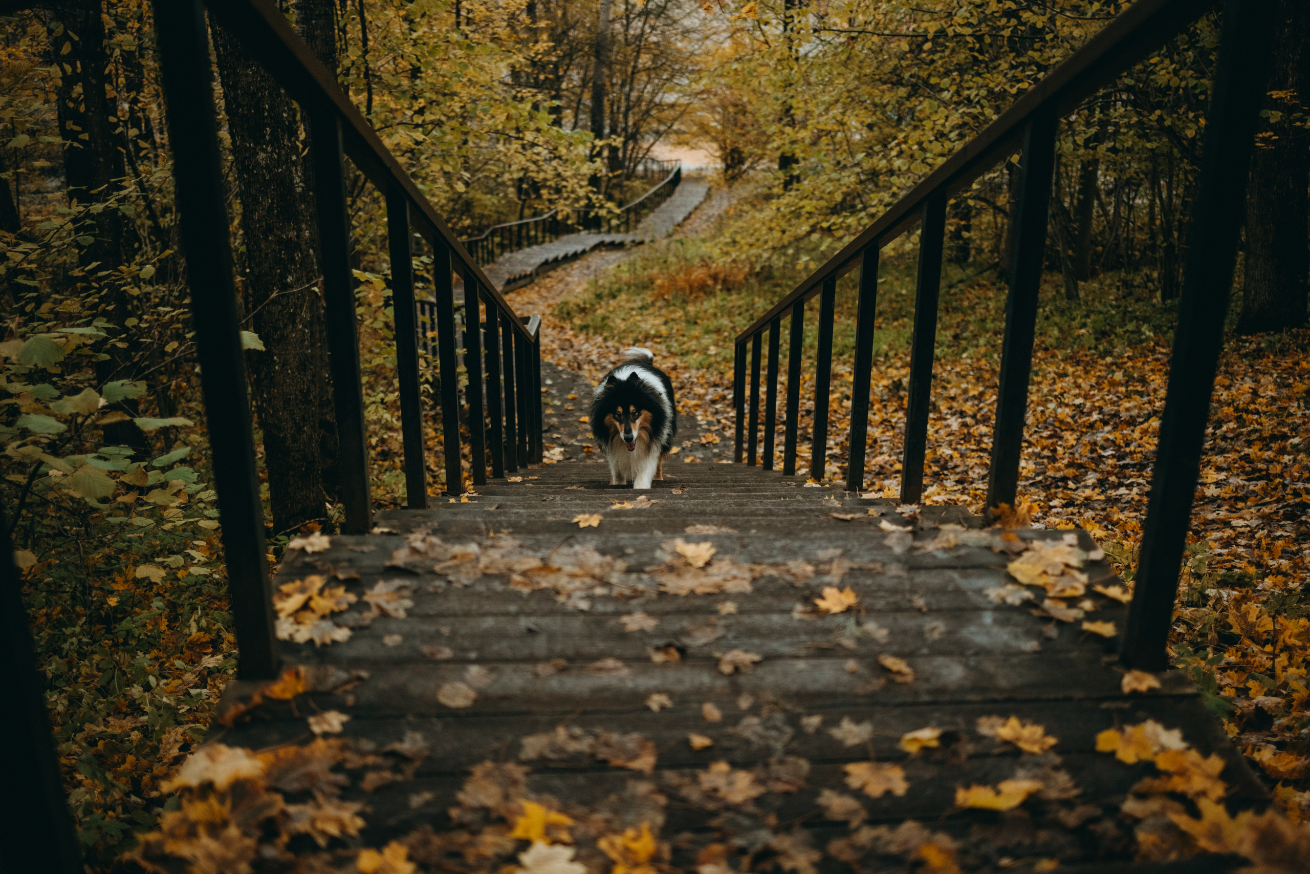 Ия и Барт. Фотограф — Анималист | Санкт-Петербург