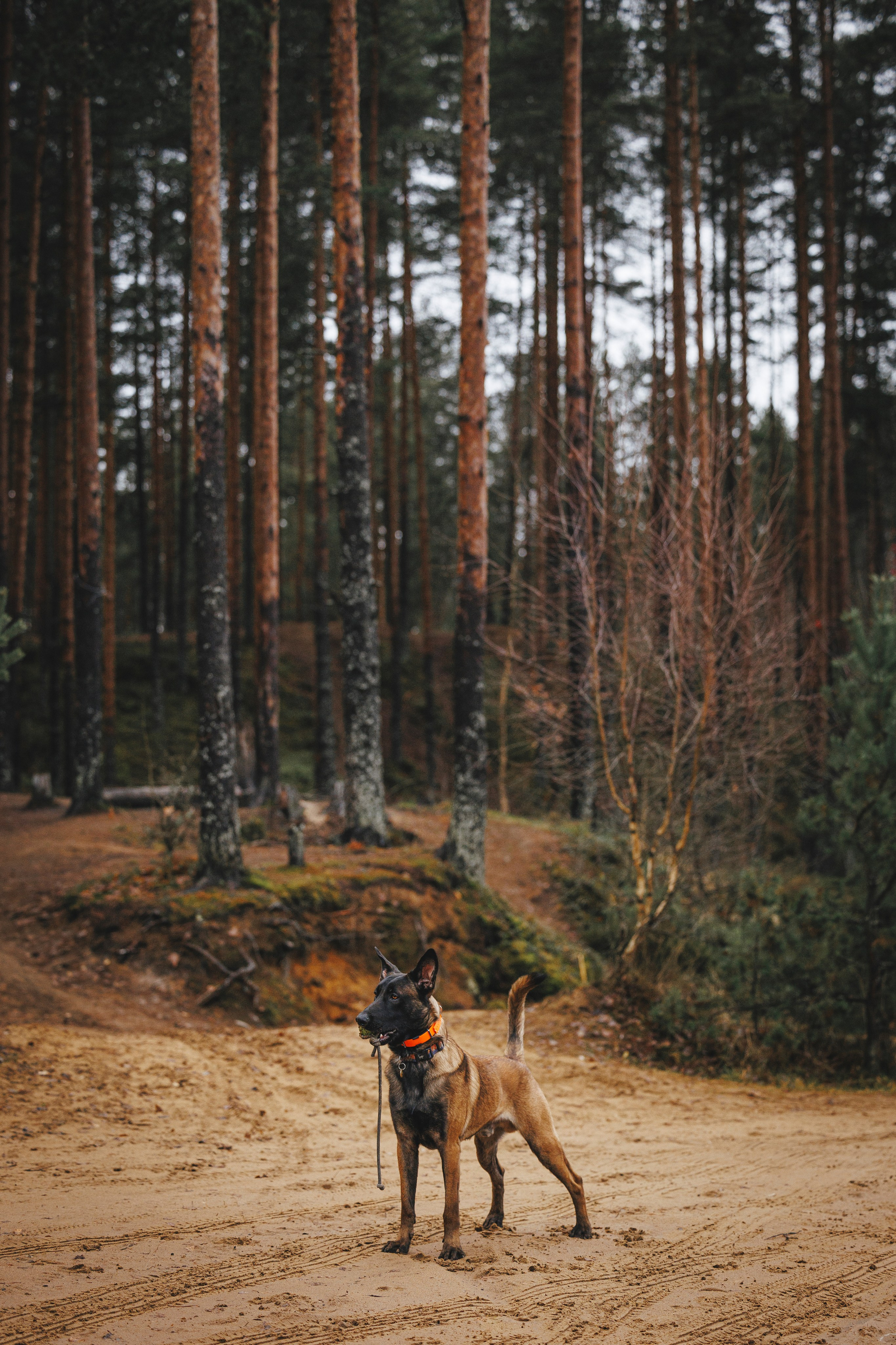Омен, Айс и Рицу. Фотограф-анималист Анна Маринич