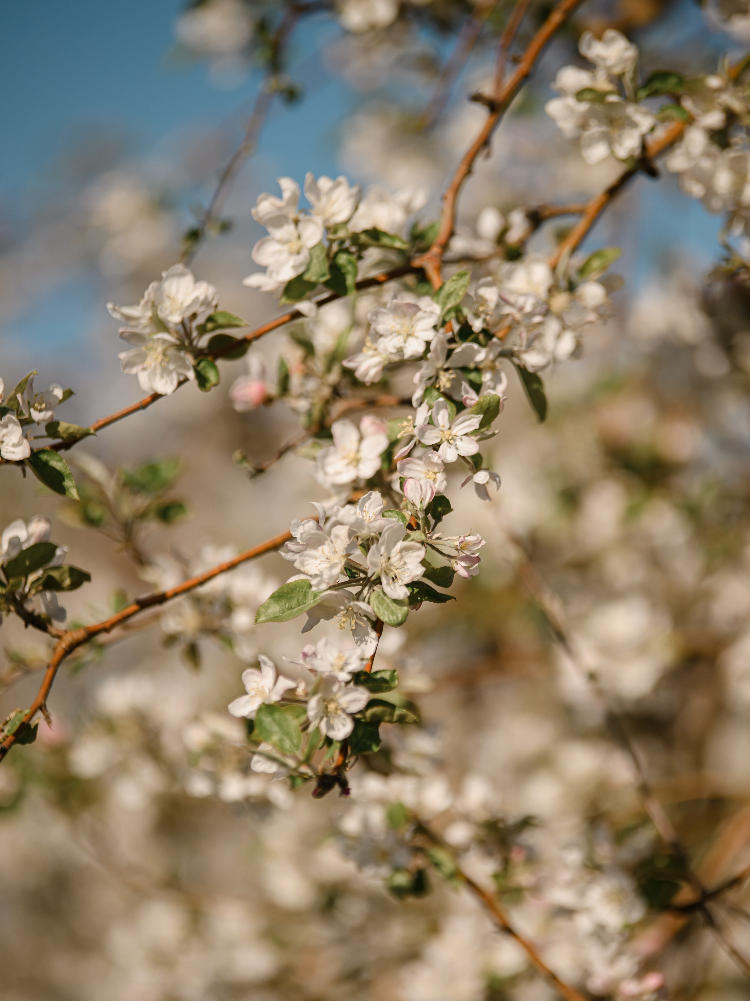 Яблоневый сад. Свадебный и семейный фотограф в Славянске-на-Кубани Прохорова Алёна