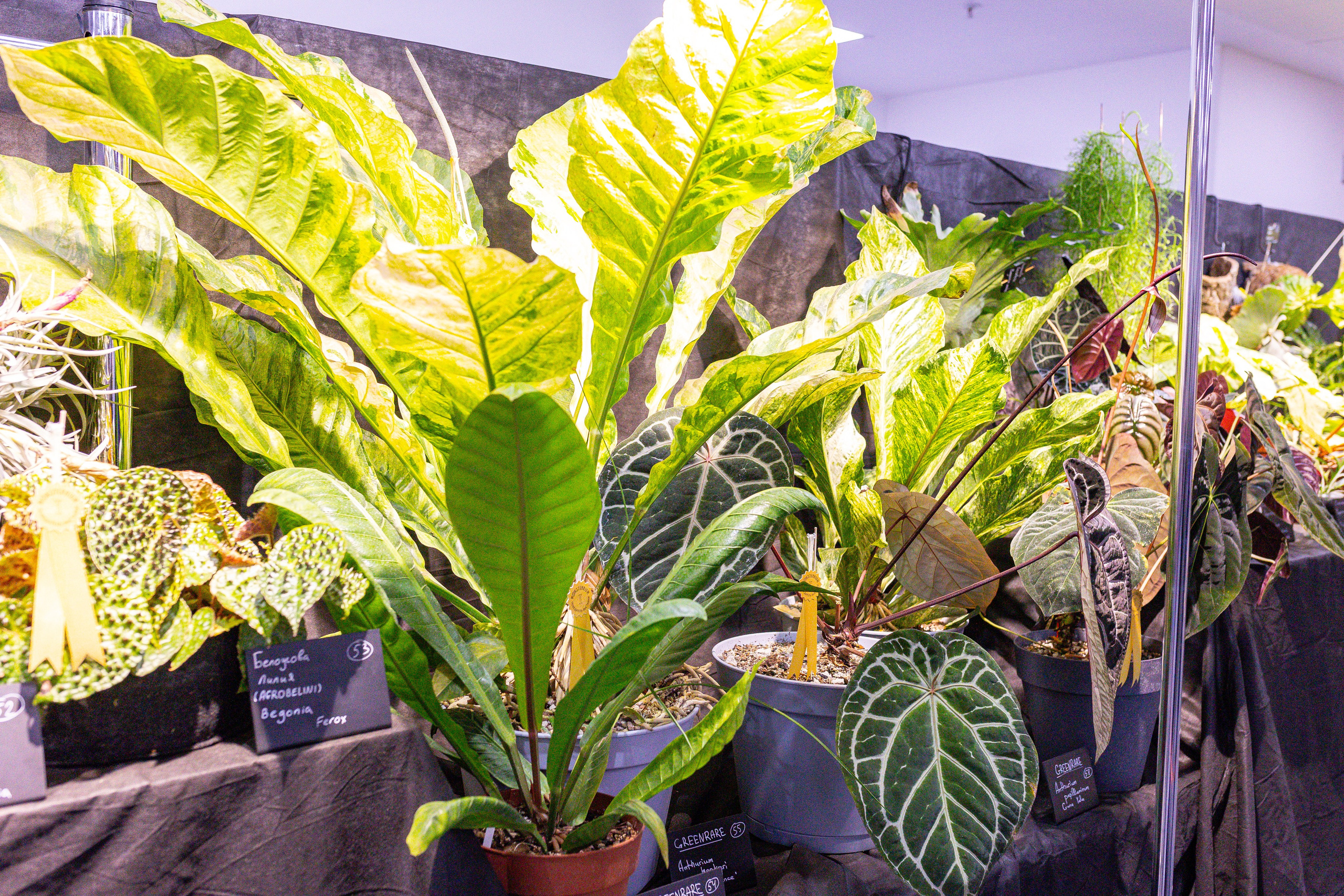 Монстериум 11–12 октября. Александра Куликова фотограф, Москва