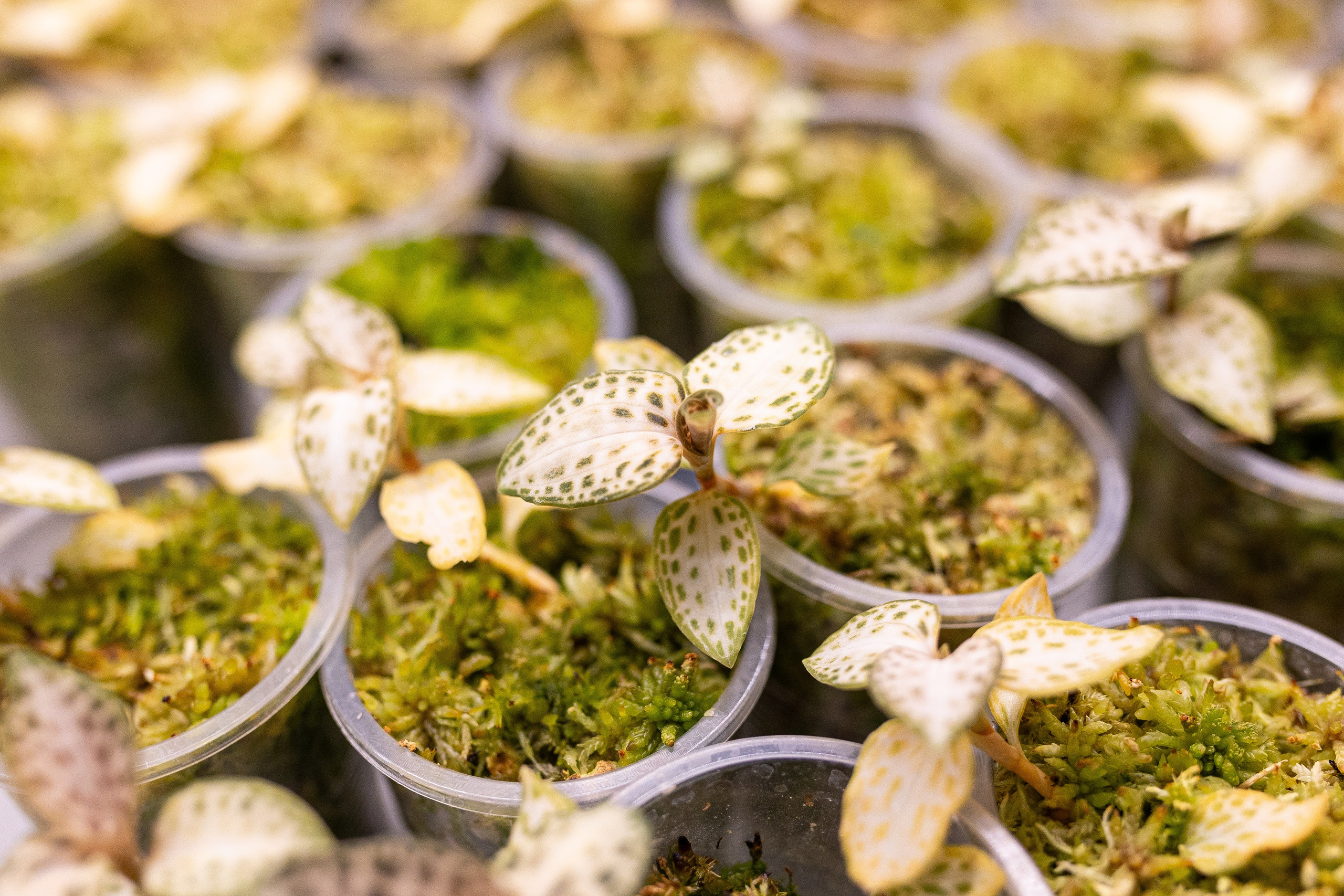 Green_Rare Ярмарка февраль 2025. Александра Куликова фотограф, Москва