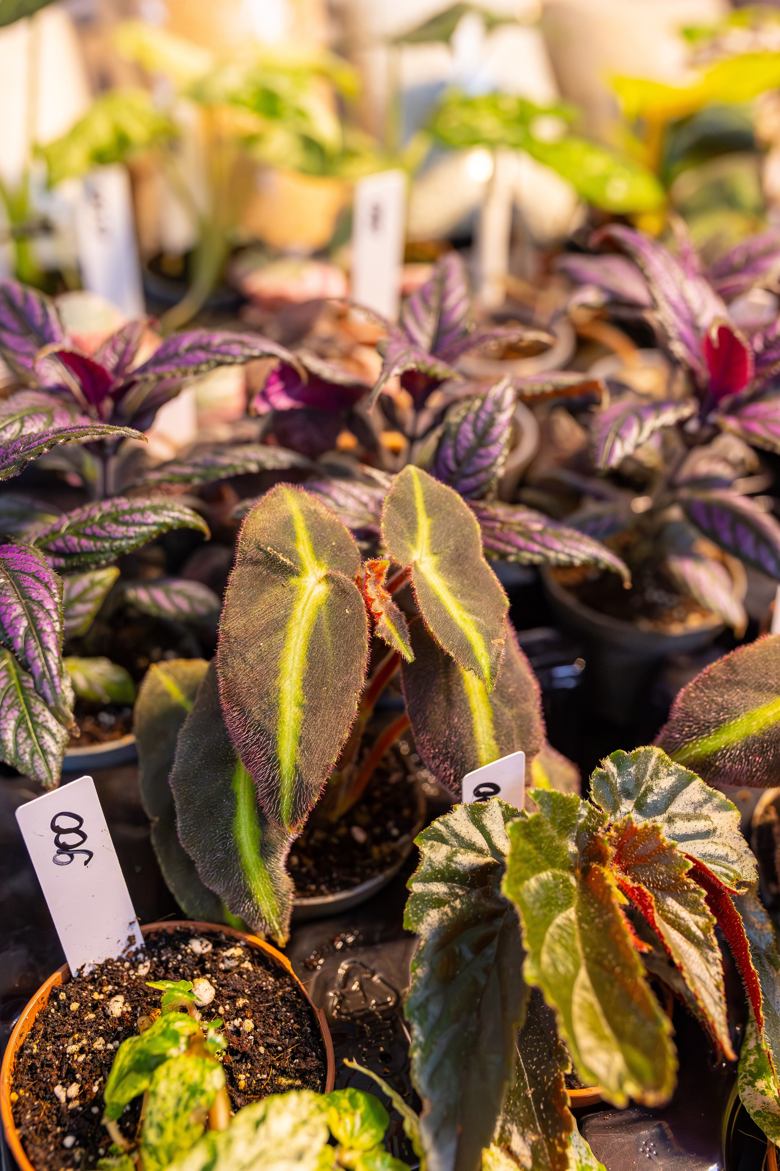 Монстериум апрель 2026. Александра Куликова фотограф, Москва