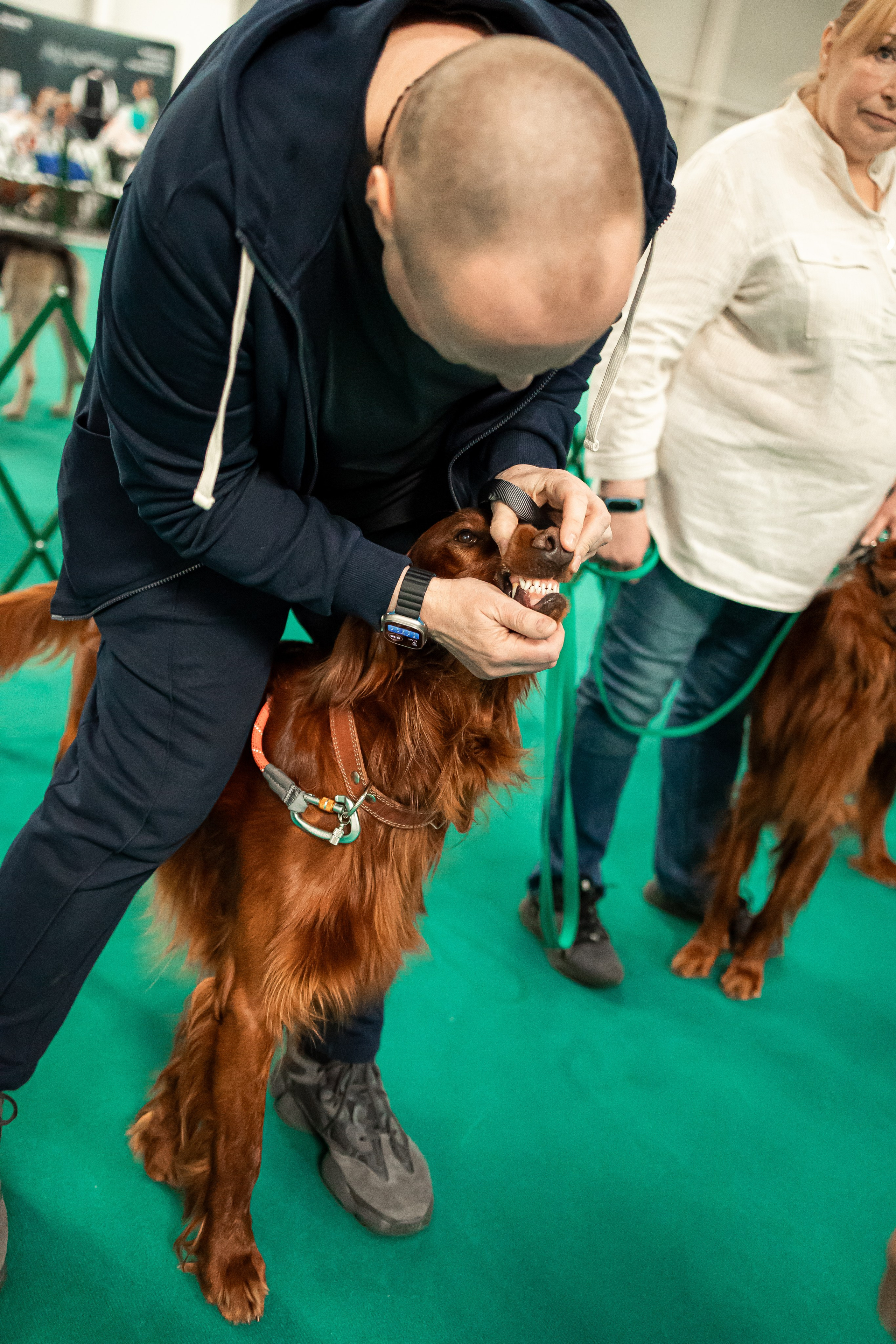 Выставка сеттеров 19.05.24