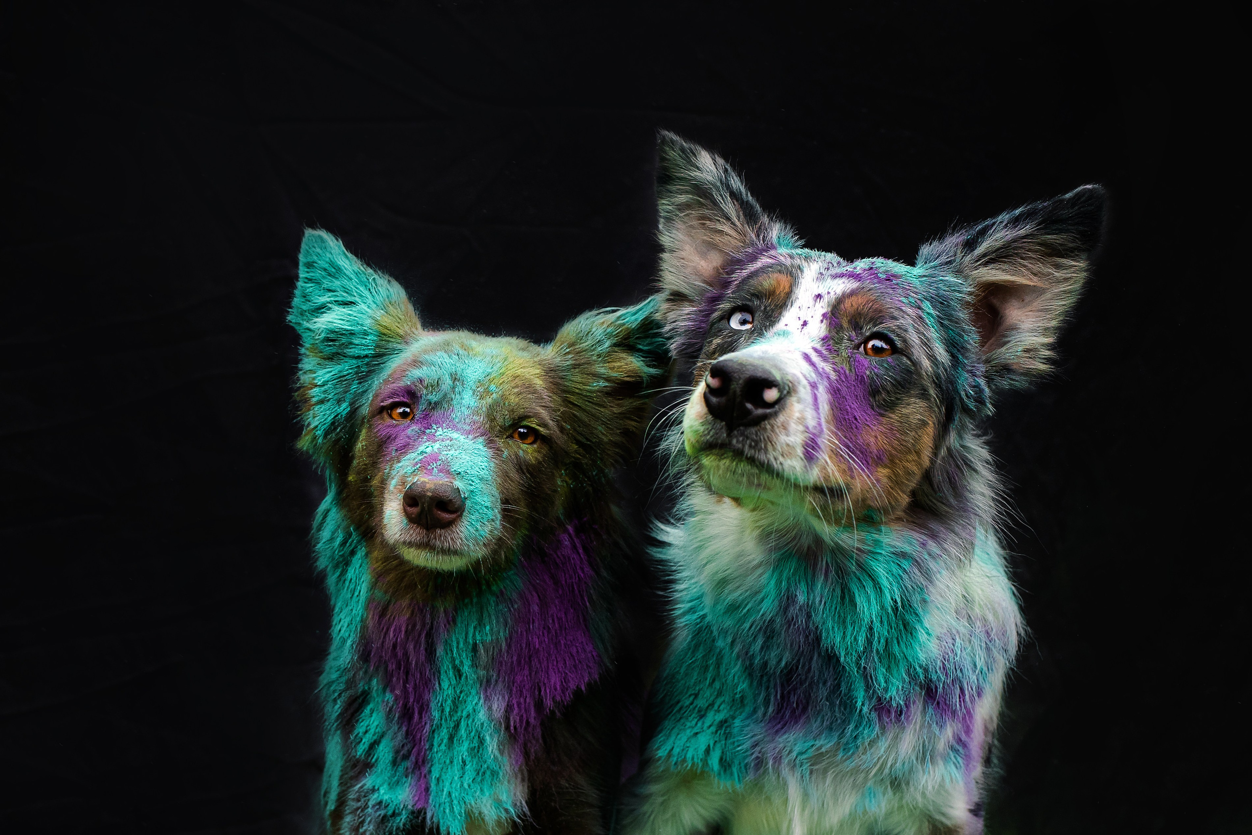 Пиксель и Зола