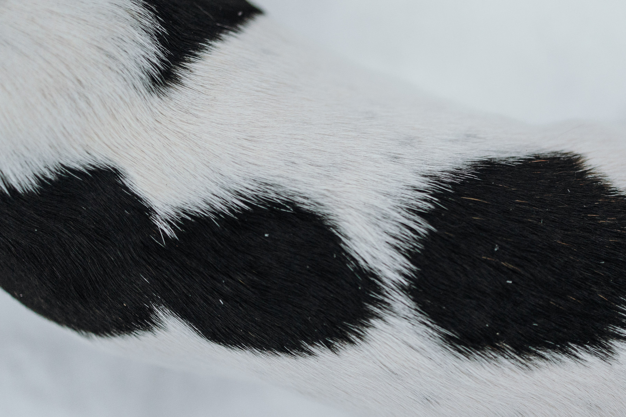 Мики и его семья. Фотограф — Анималист | Санкт-Петербург