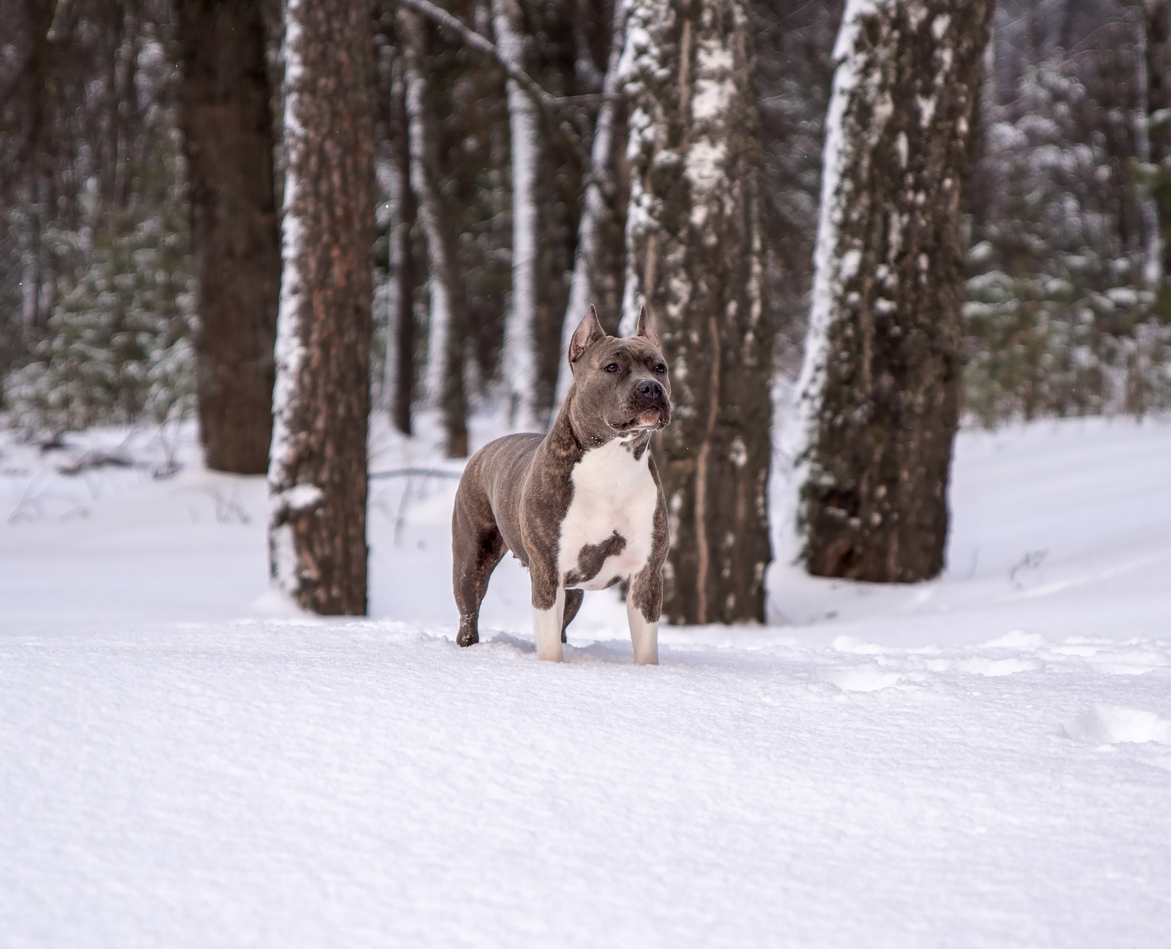 ЖЫВЁЛЫ. Вясельны і партрэтны фатограф Сяргей Клемянок