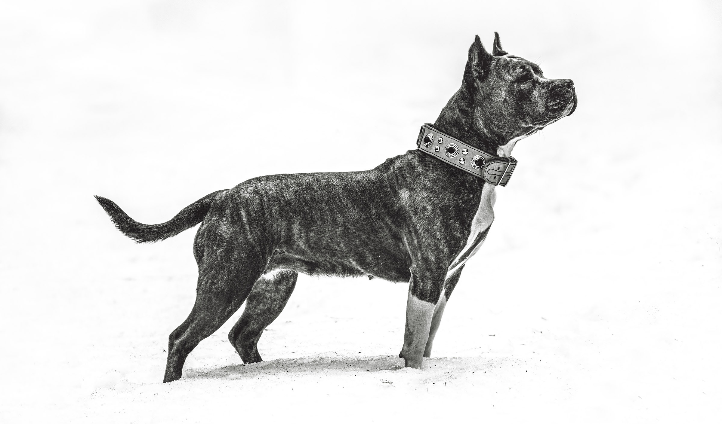 ЖЫВЁЛЫ. Вясельны і партрэтны фатограф Сяргей Клемянок