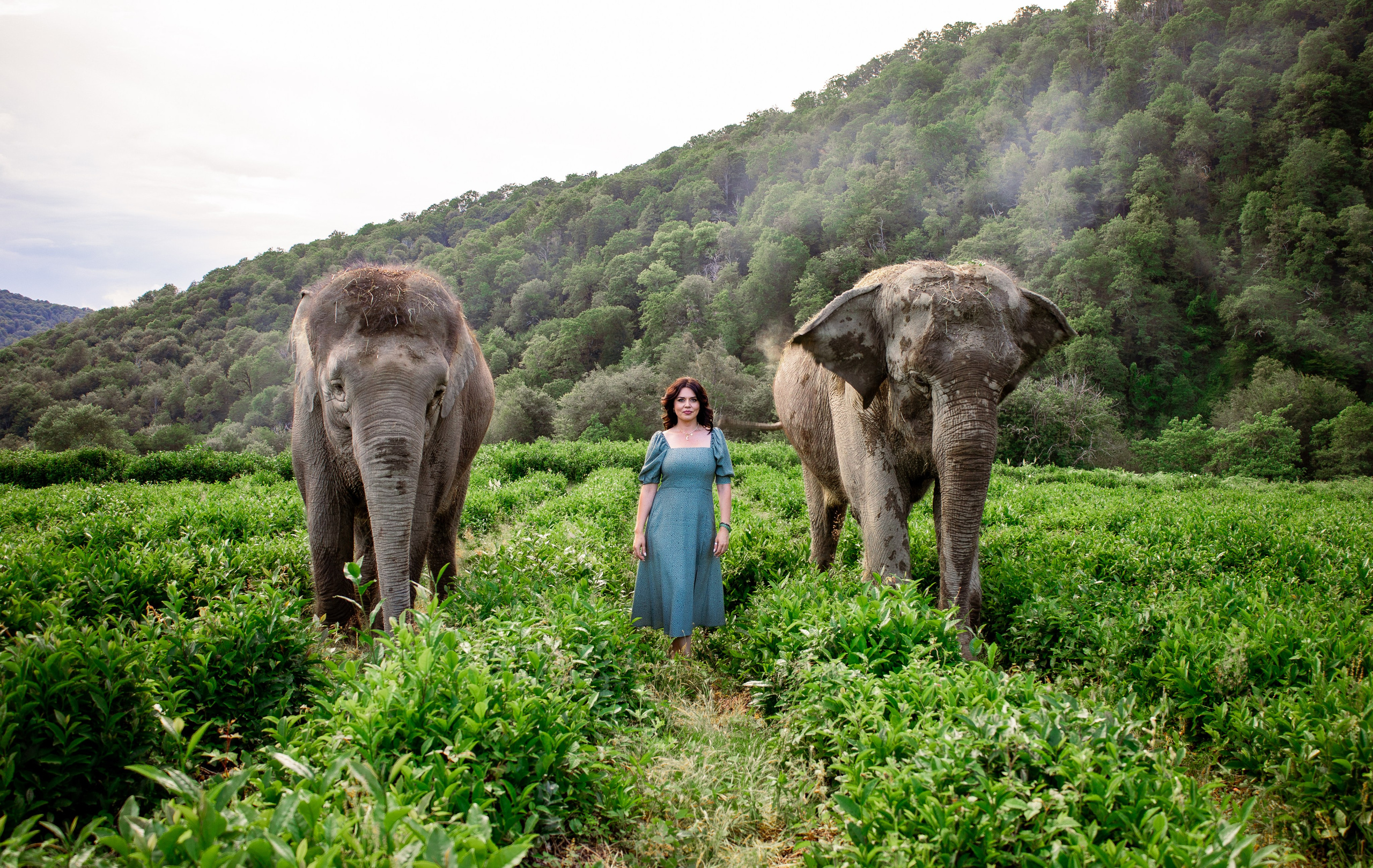 Слоны. Семейный и Свадебный фотограф в Сочи