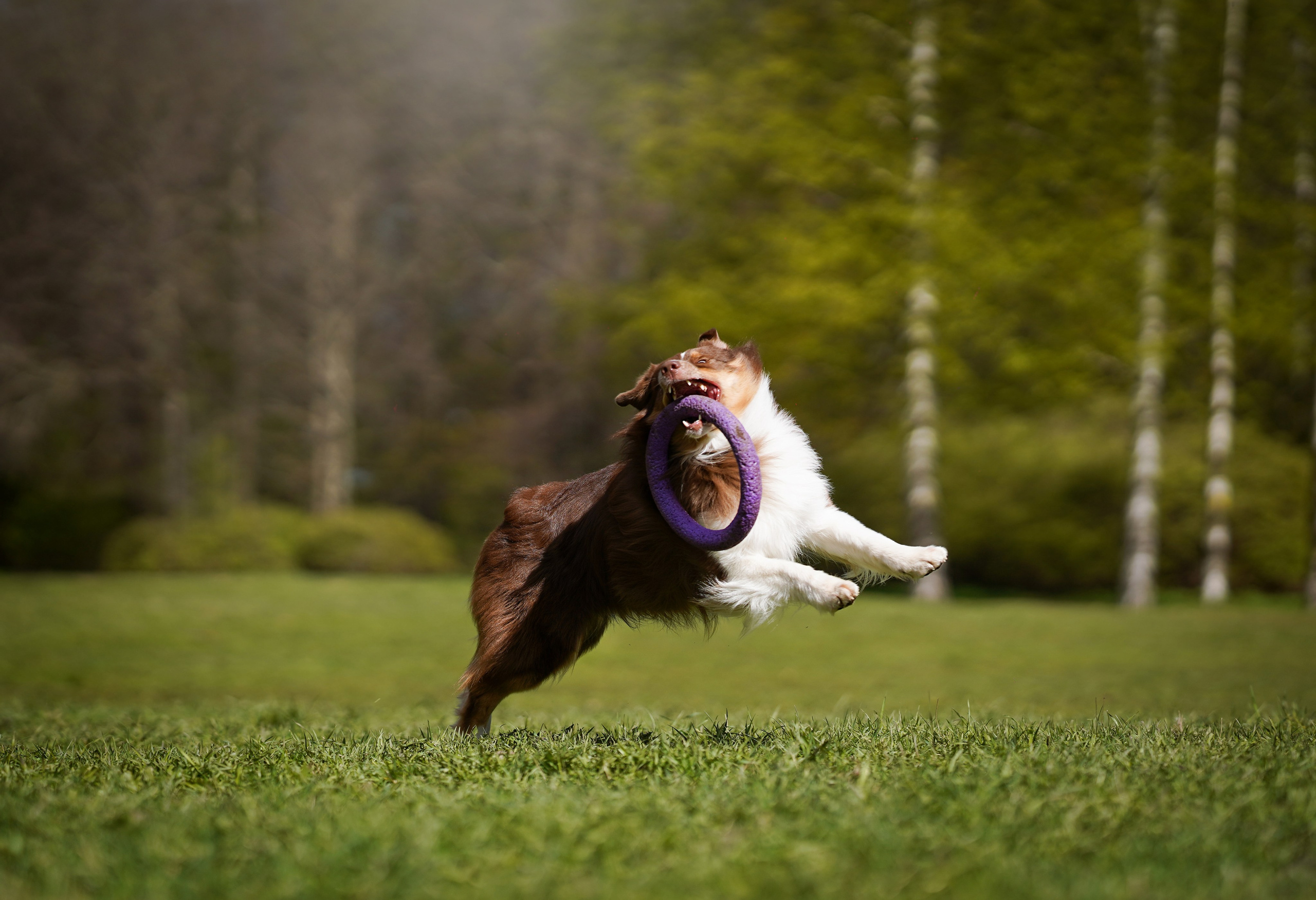 Рокки и Гермиона. Фотограф-анималист в Санкт-Петербурге Яна Мартынова