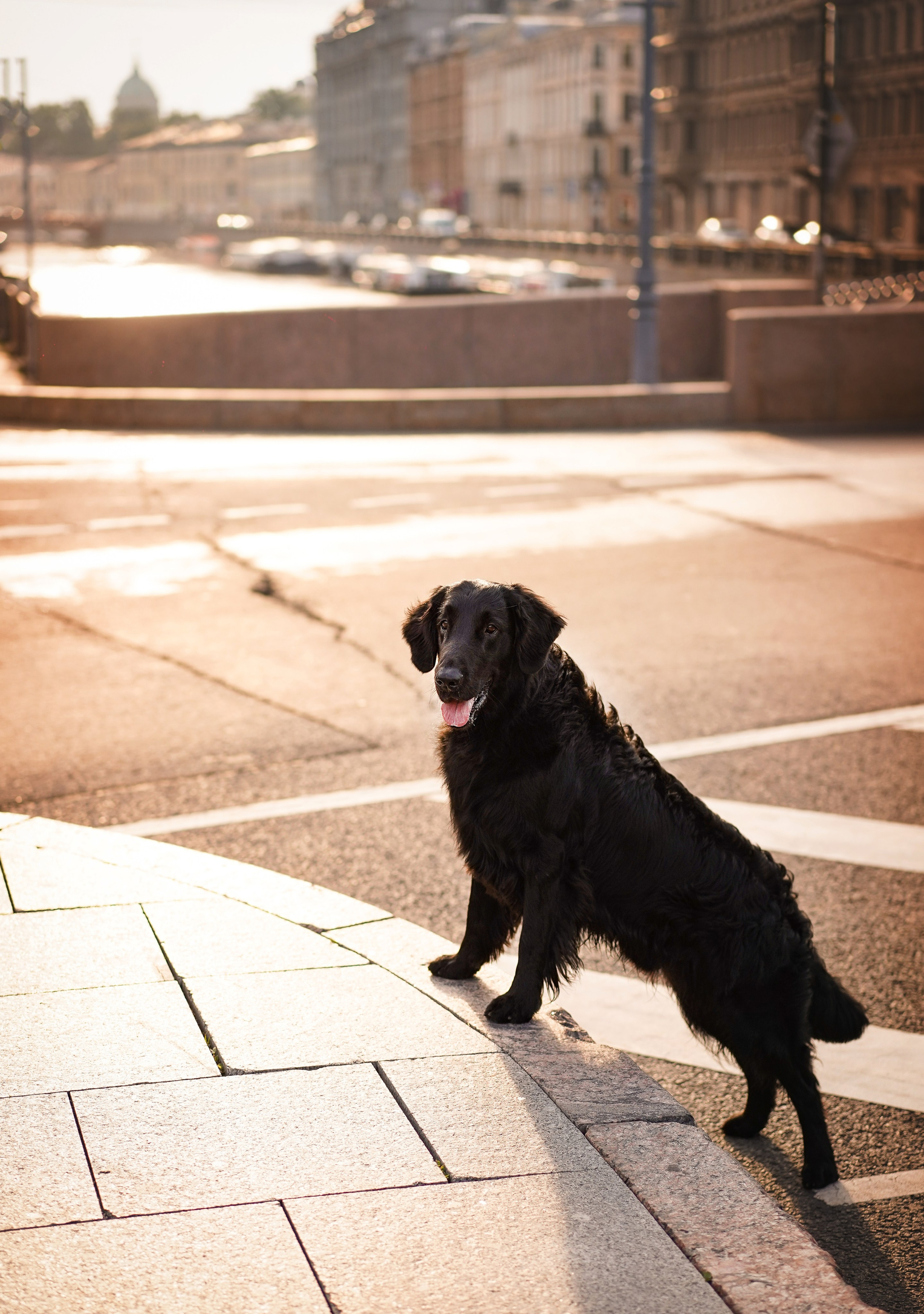 Анна и Мустик. Фотограф-анималист в Санкт-Петербурге Яна Мартынова