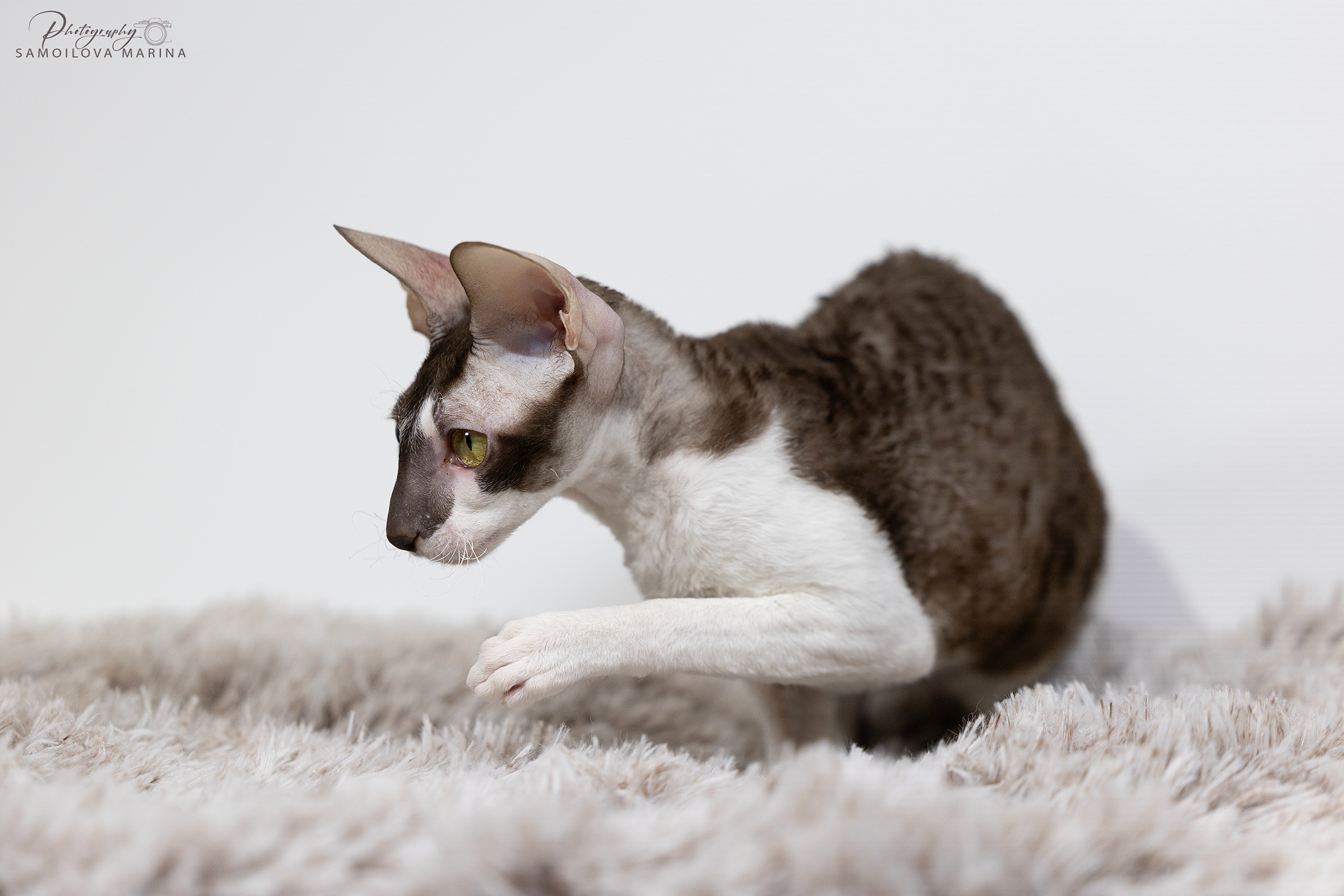Кошки. Фотограф-анималист в Москве и МО Самойлова Марина