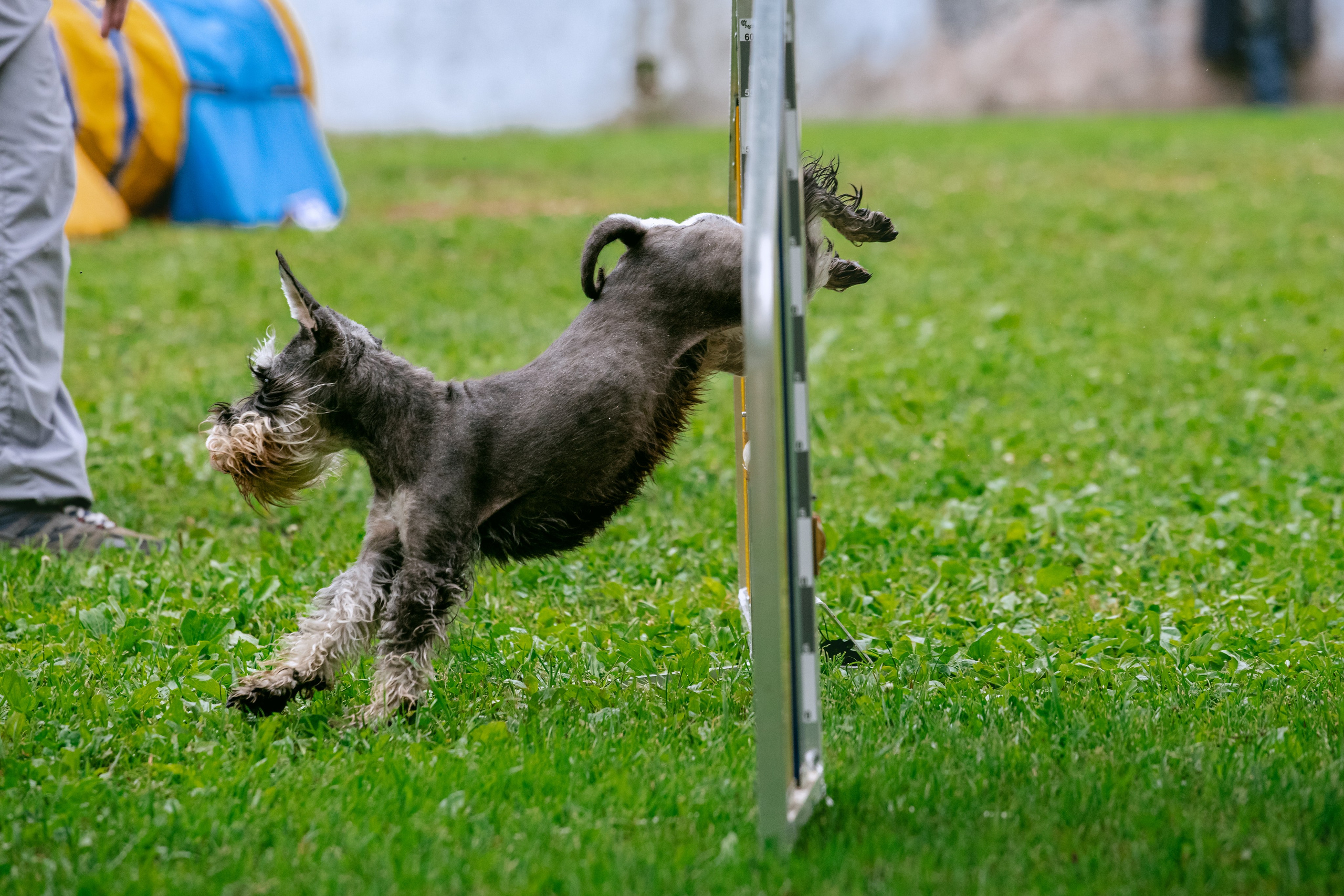 Соревнования по аджилити Долгопрудный 30.06.2025. Фотограф-анималист Татьяна Степанова