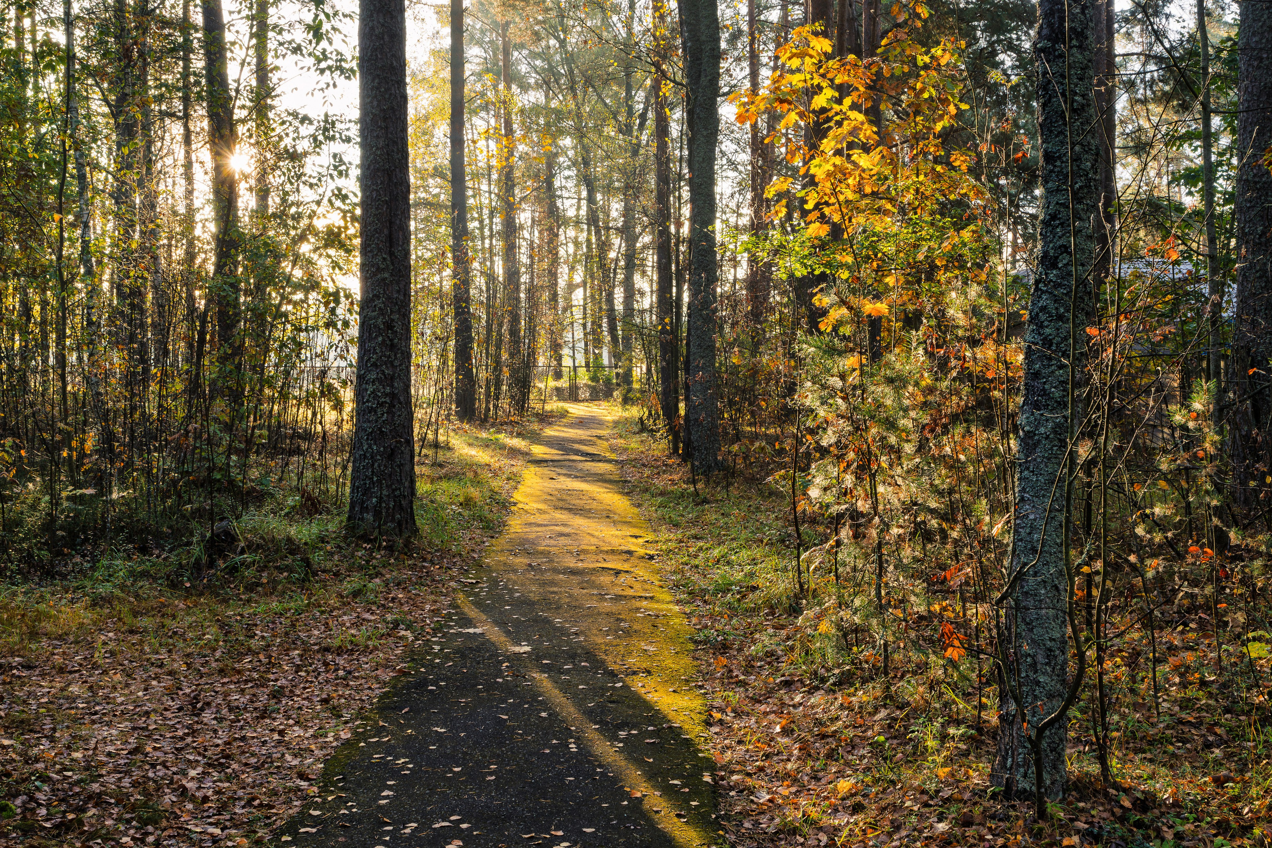 Голубые озера, Псковская область. Октябрь 2024. Фотограф Никифоров-Гордеев Сергей. Москва и МО