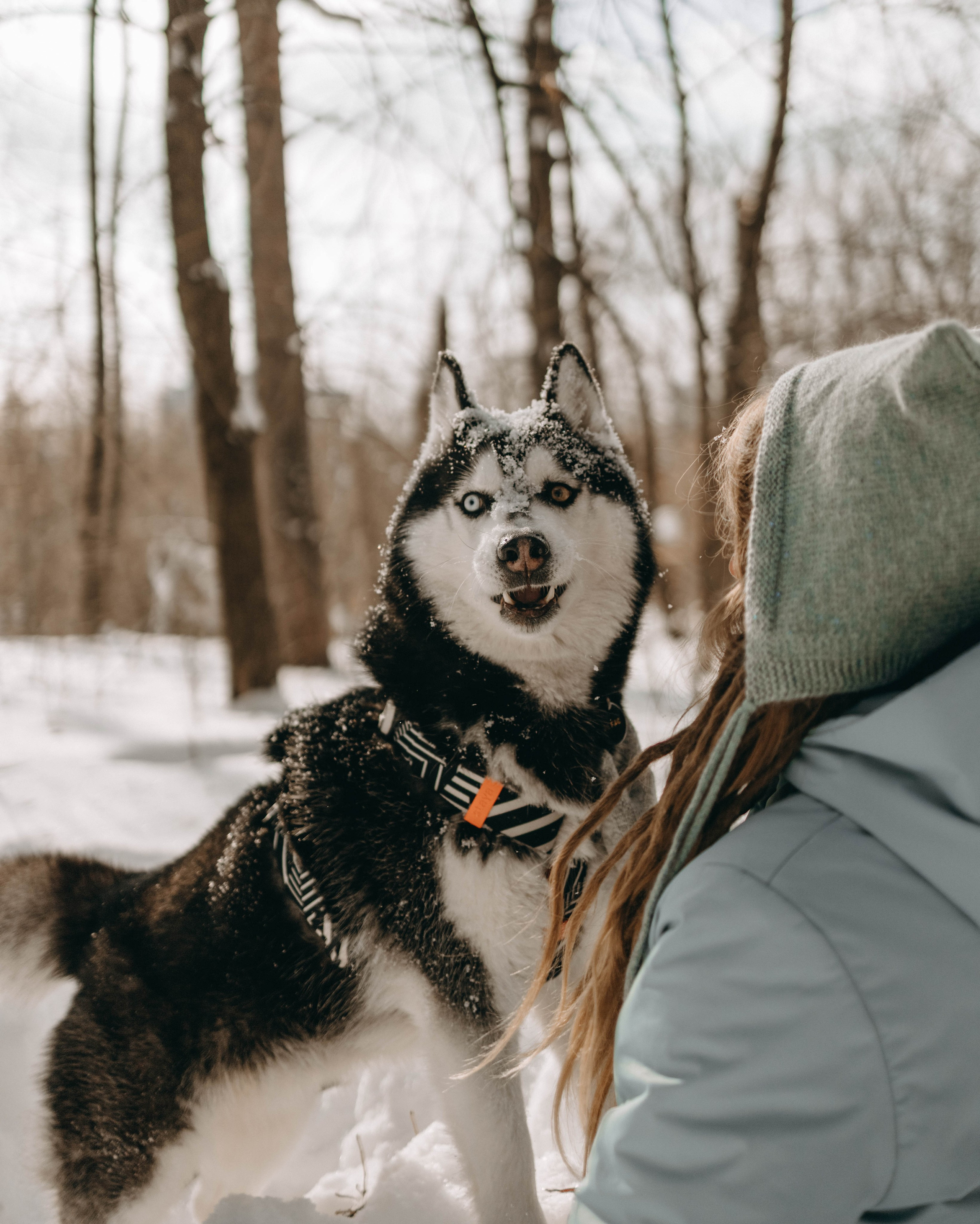 Анна и Вегас. Фотограф-анималист в Екатеринбурге | Кристина