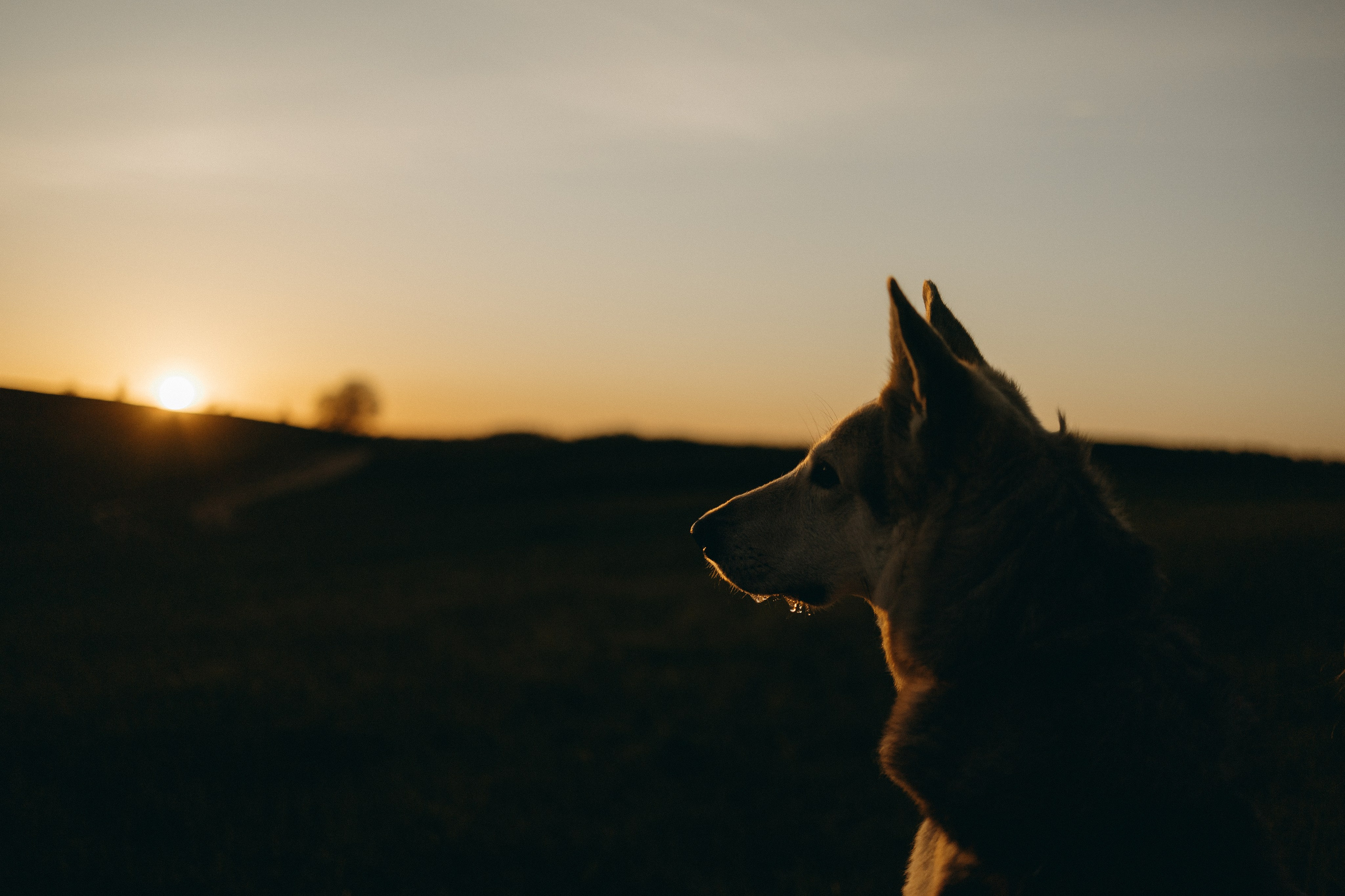 Саша и Зельда. Фотограф — Анималист | Санкт-Петербург