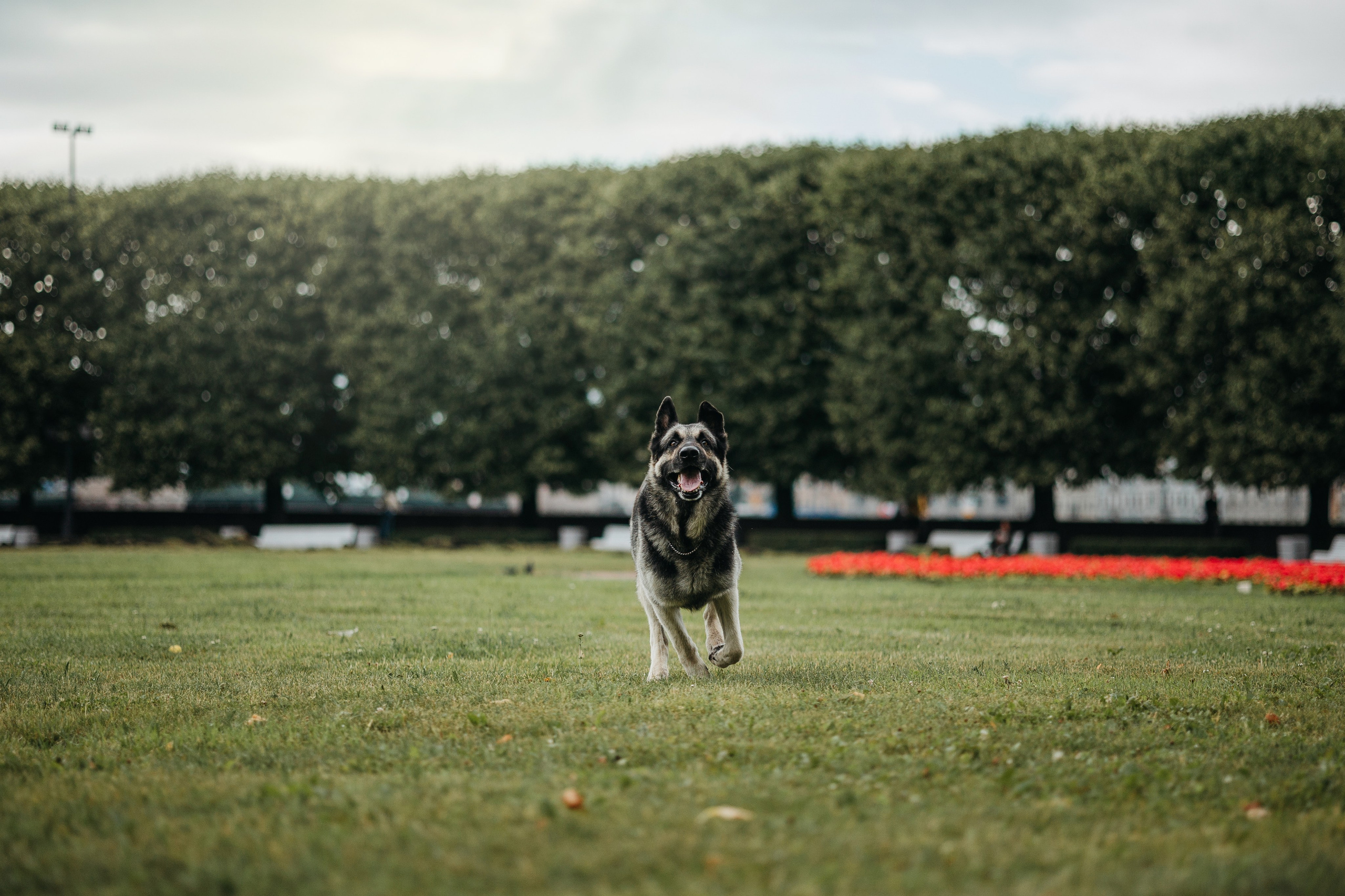 Рей и Ксения. Фотограф — Анималист | Санкт-Петербург
