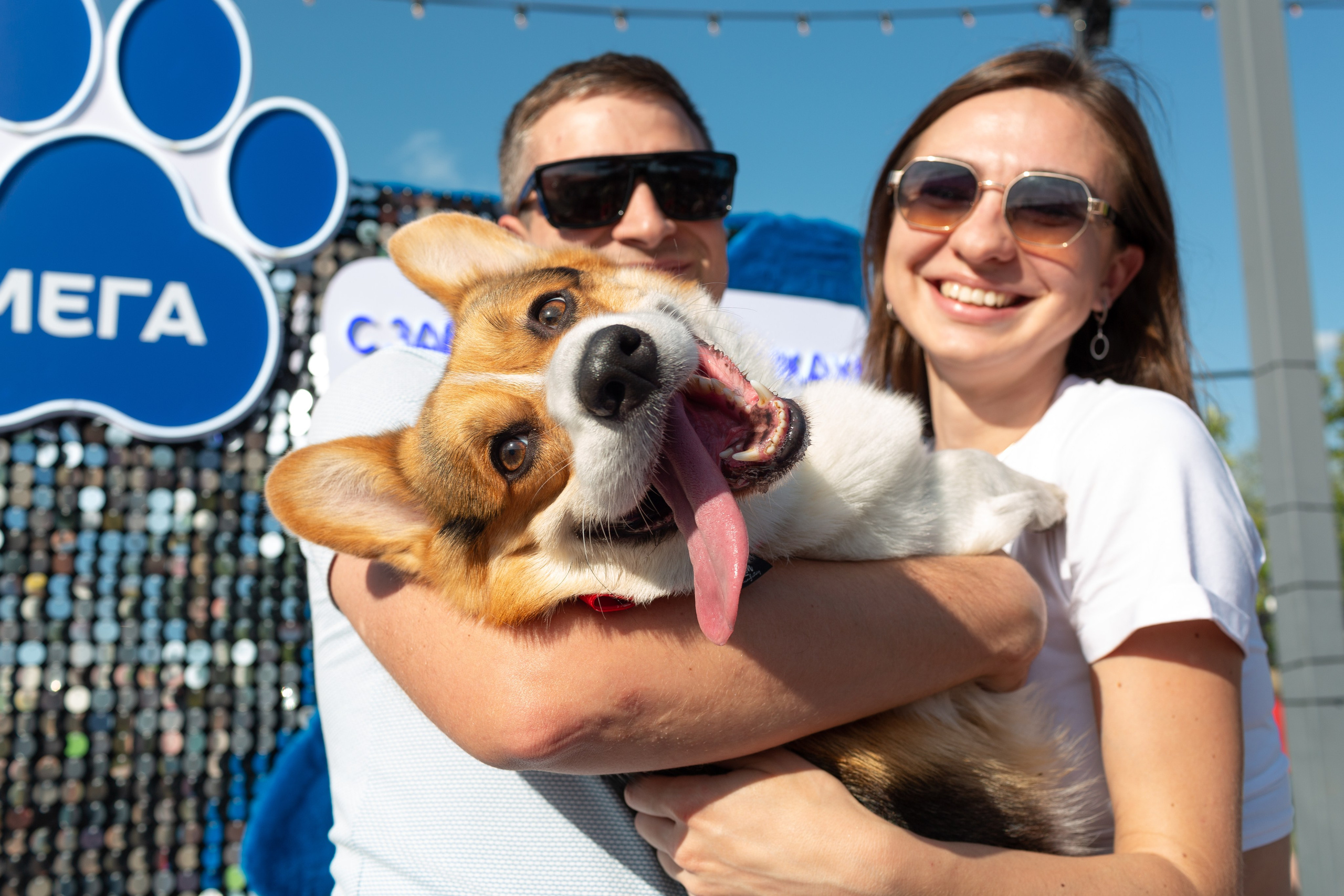 Dog Fest 2024. Главная