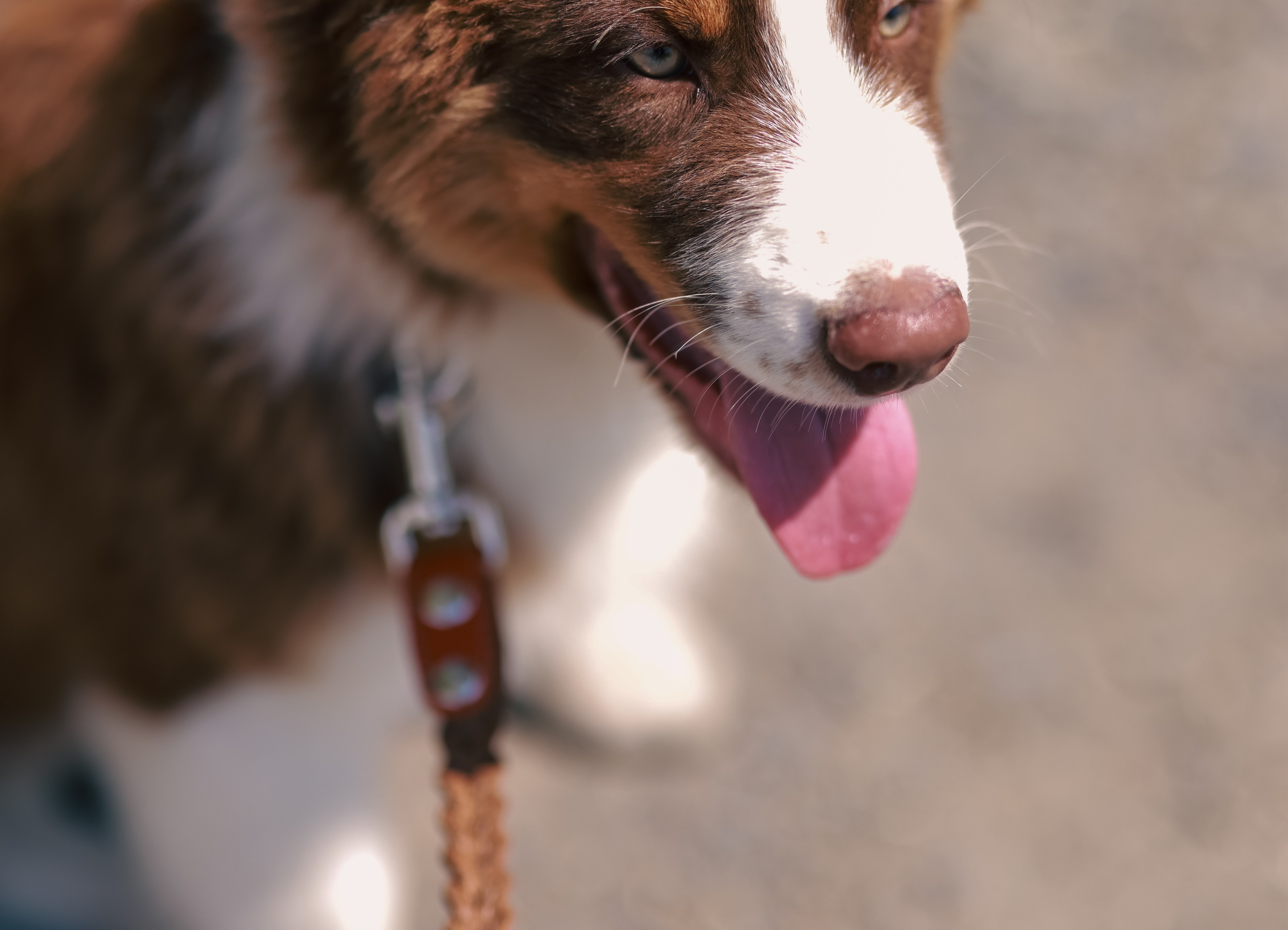 Аусси 1. Фотограф репортажей и стритфотосессий в Москве Людмила Смирнова