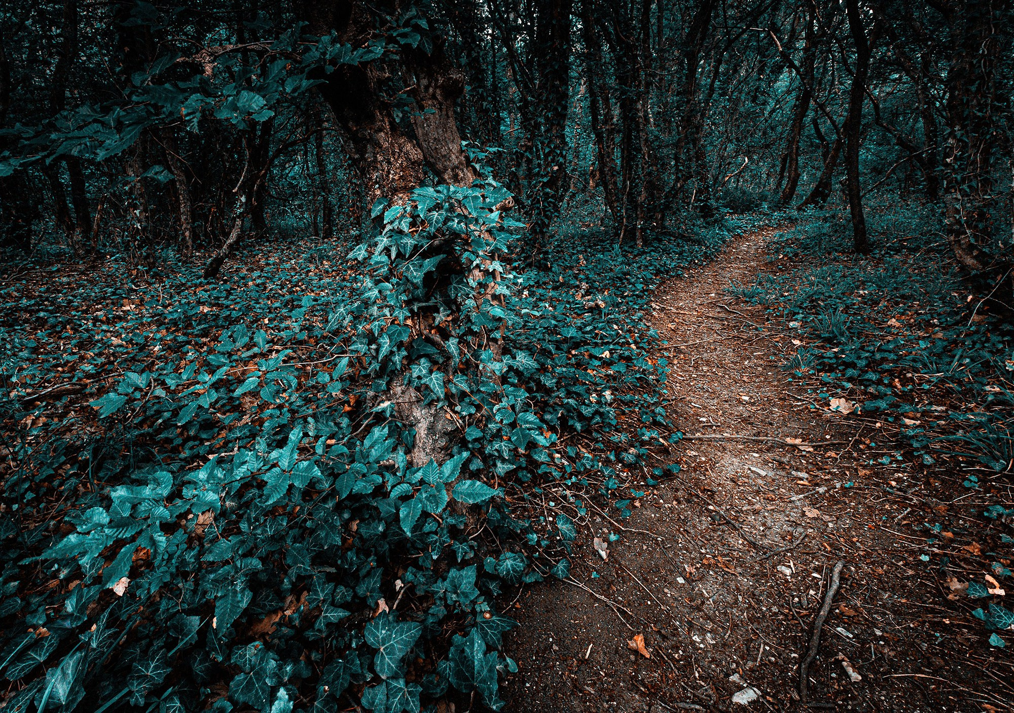 Свадебный фотограф в Геленджике