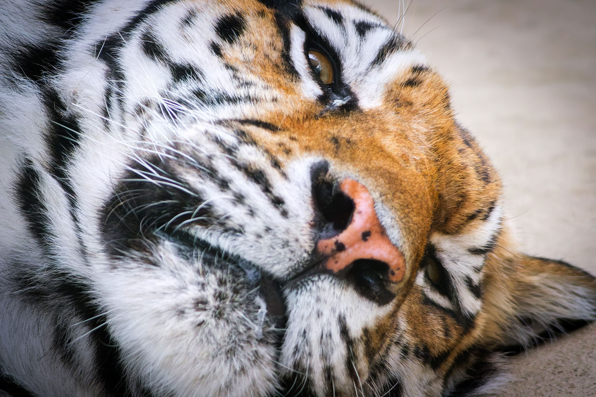 Свадебный фотограф в Геленджике