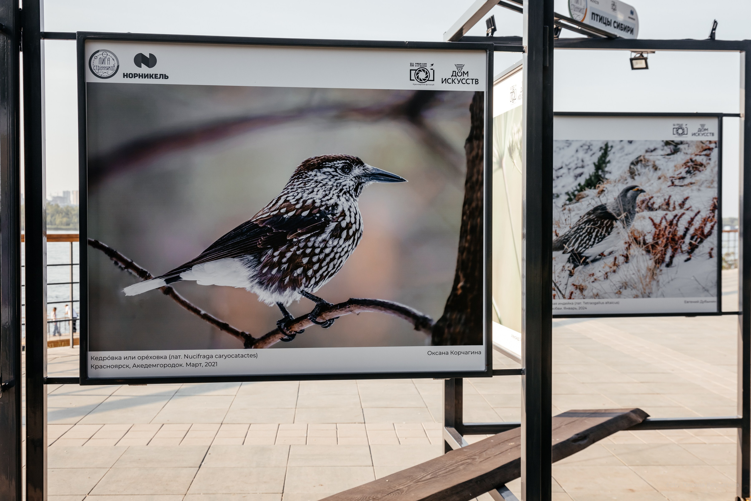 Выставка «Птицы Сибири». Фотограф в Красноярске Оксана Корчагина