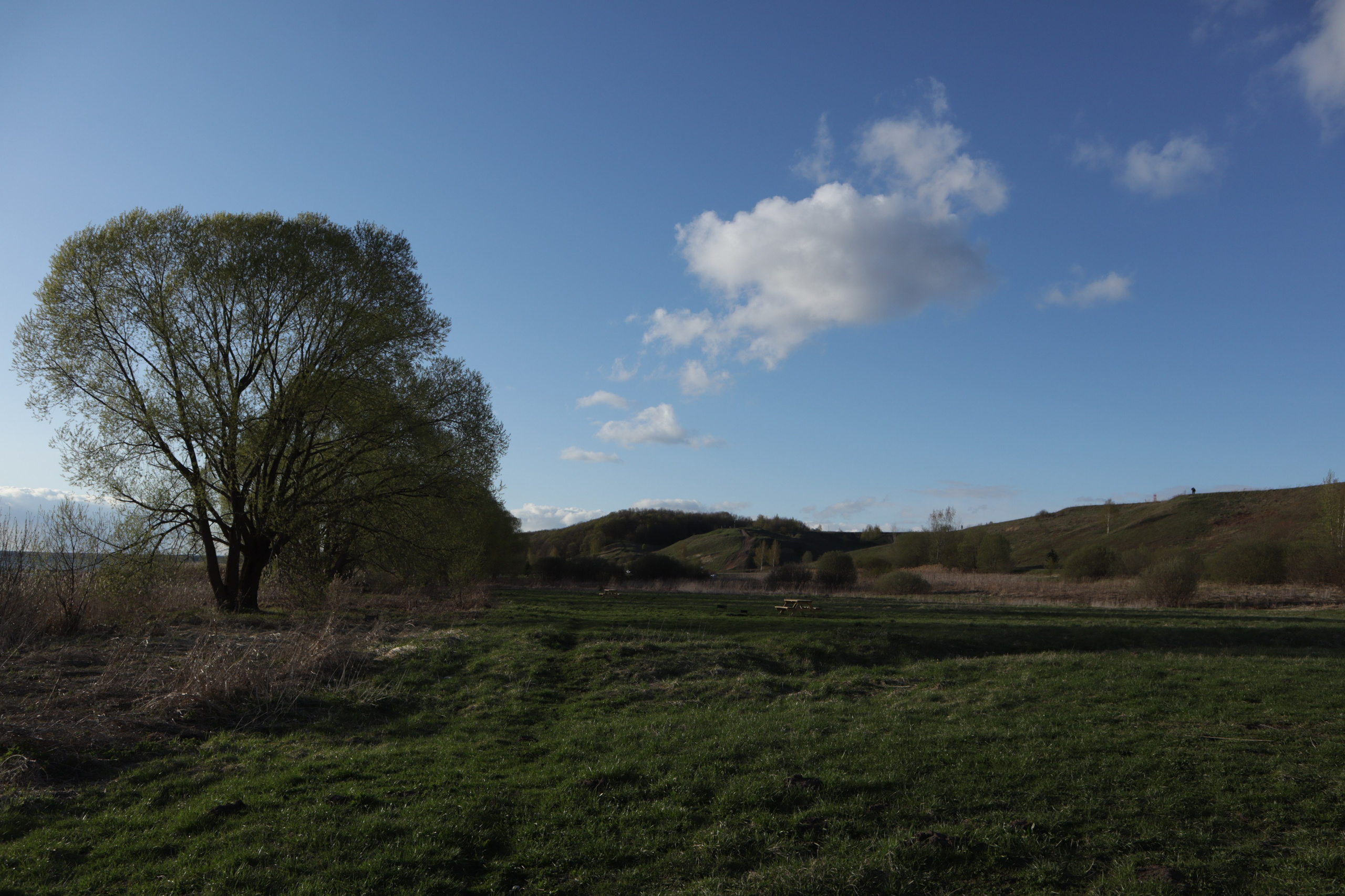 дерево на поле 