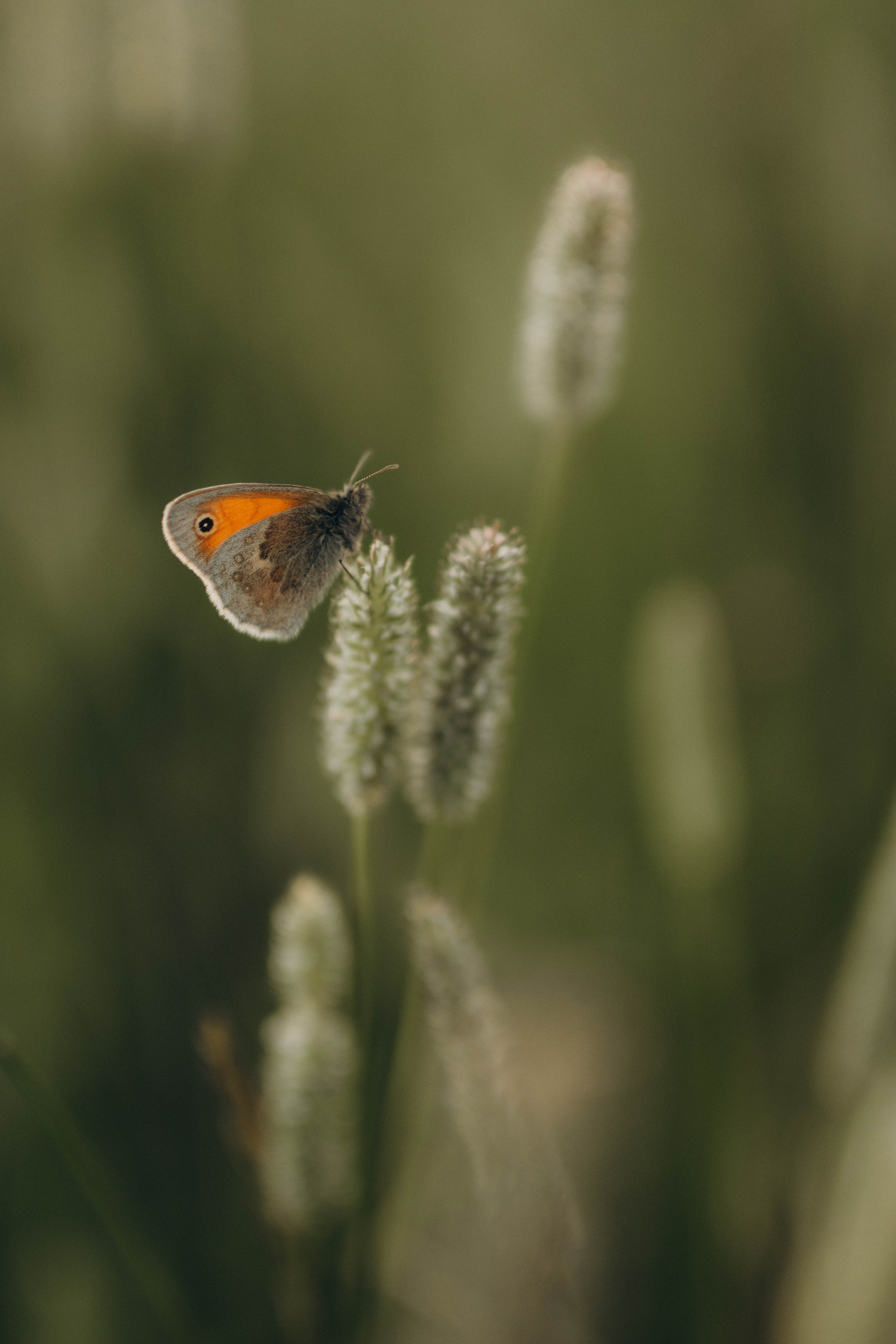 Провожая летний закат. Фотограф в Санкт-Петербурге Ольга Гиляревская