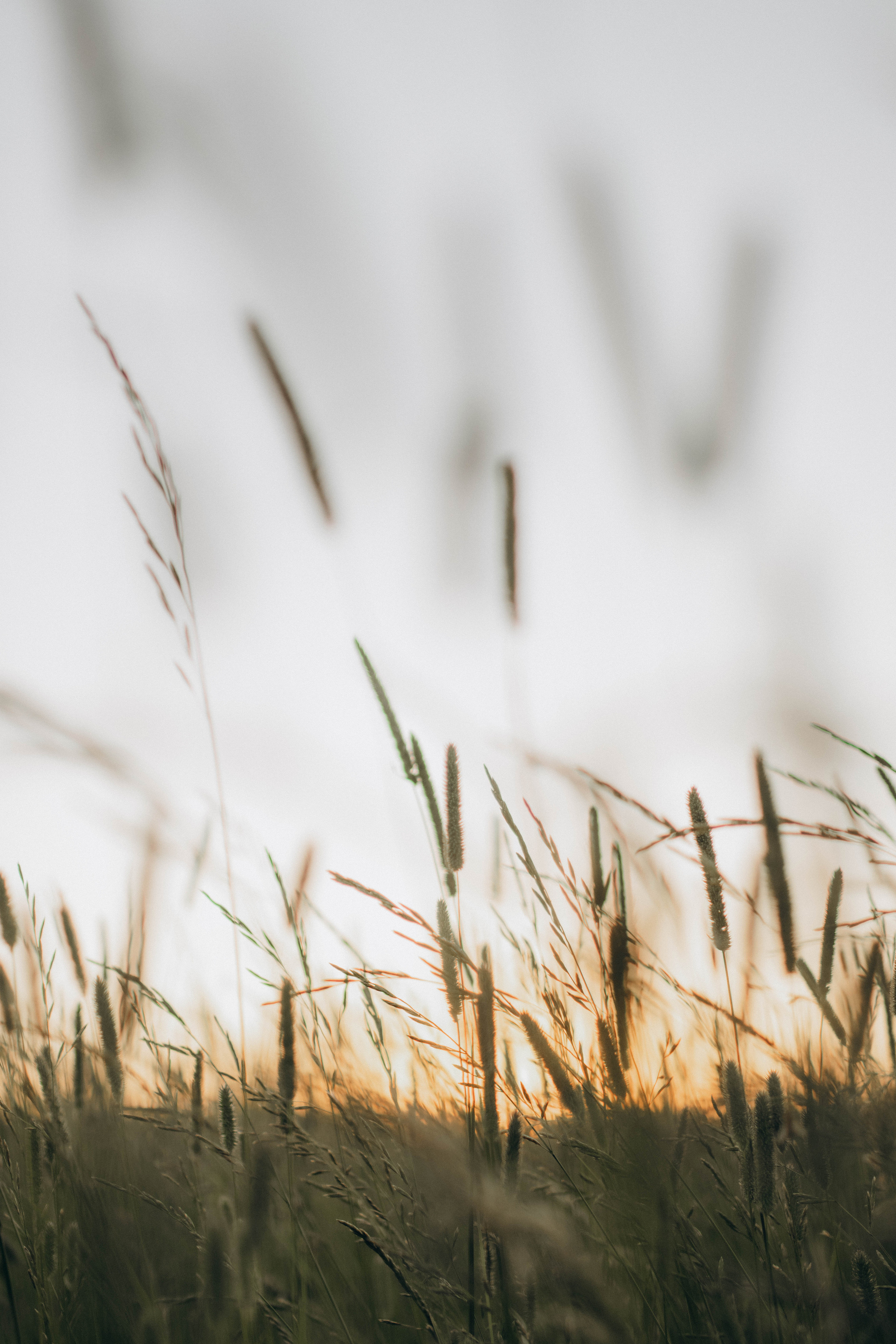 Провожая летний закат. Фотограф в Санкт-Петербурге Ольга Гиляревская