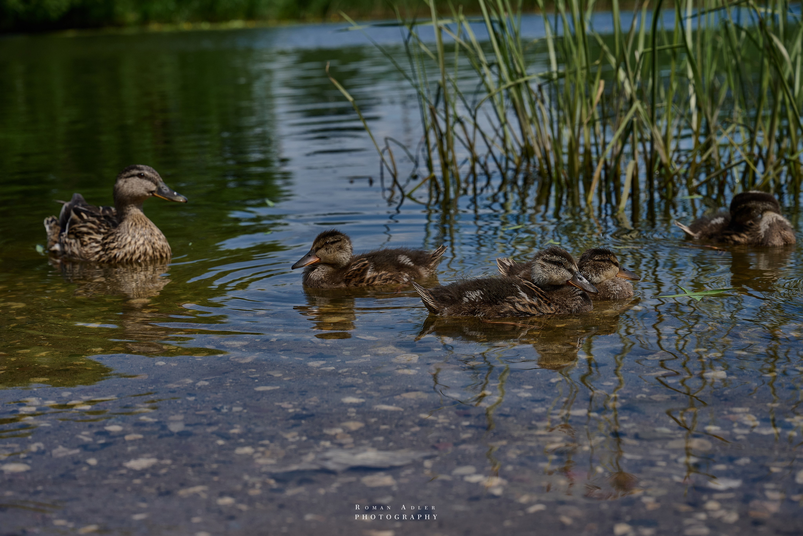 Суздаль. Июнь 2025. Фотограф Роман Адлер