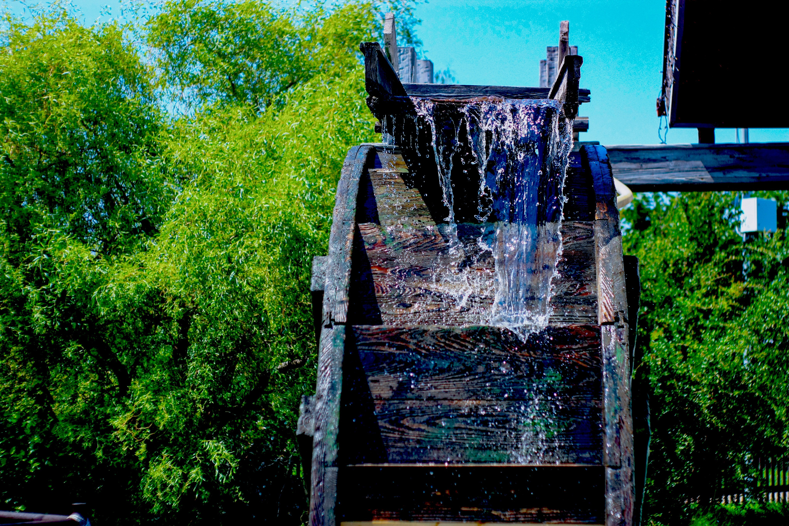 Первые кадры. Сочи — парк. Фотограф Роман Адлер