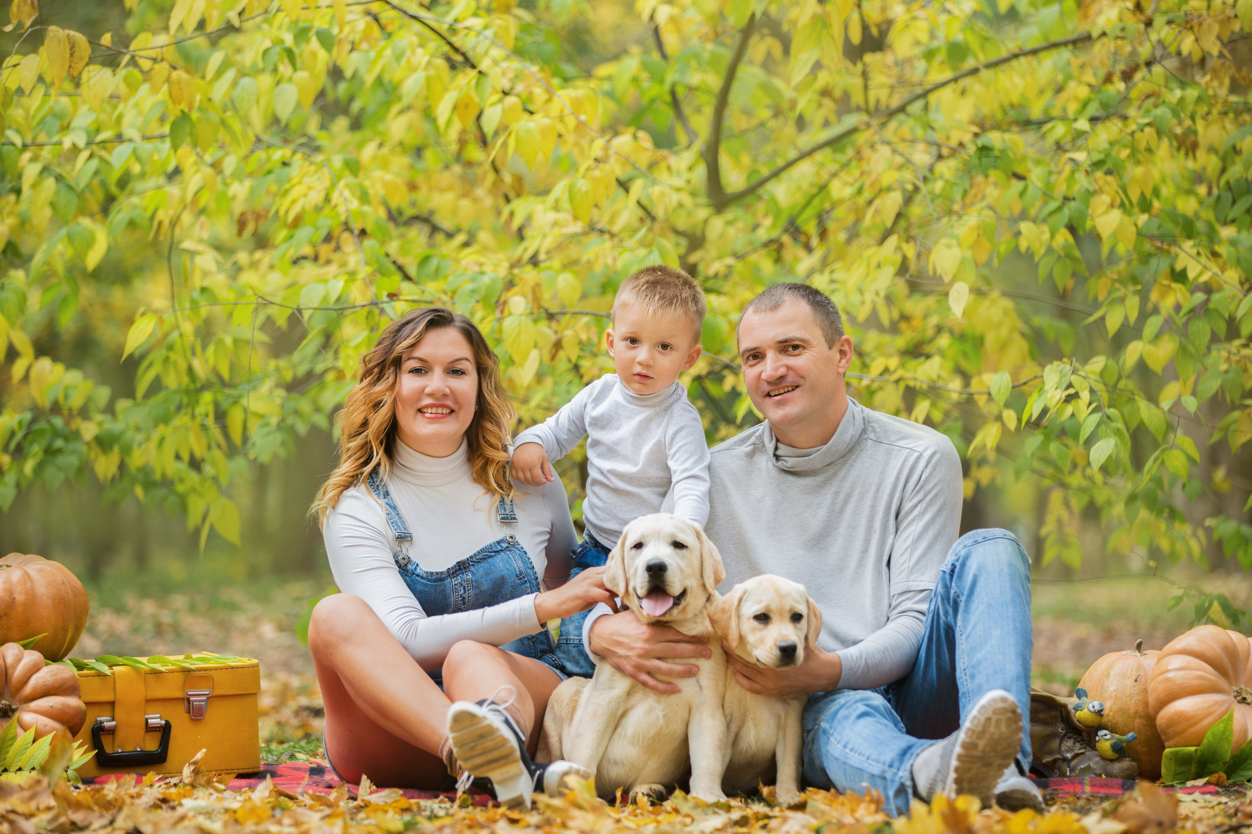 Щенки лабрадоры. Осень. Свадебный семейный и детский фотограф в Краснодаре Карина Федоровская