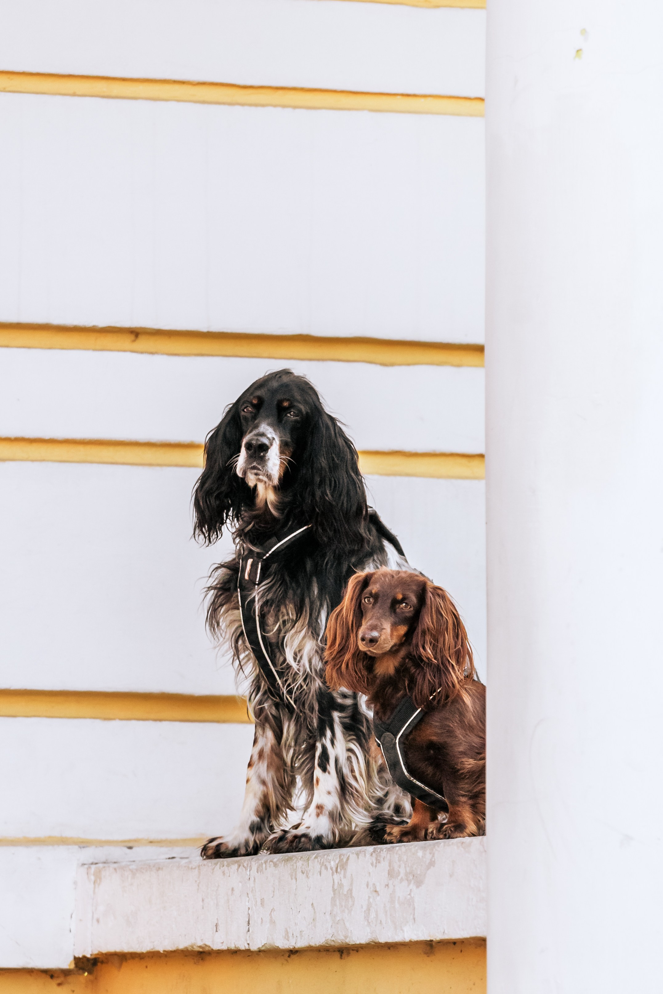 Света, Хайди, Богдана. Фотограф-анималист Татьяна Степанова