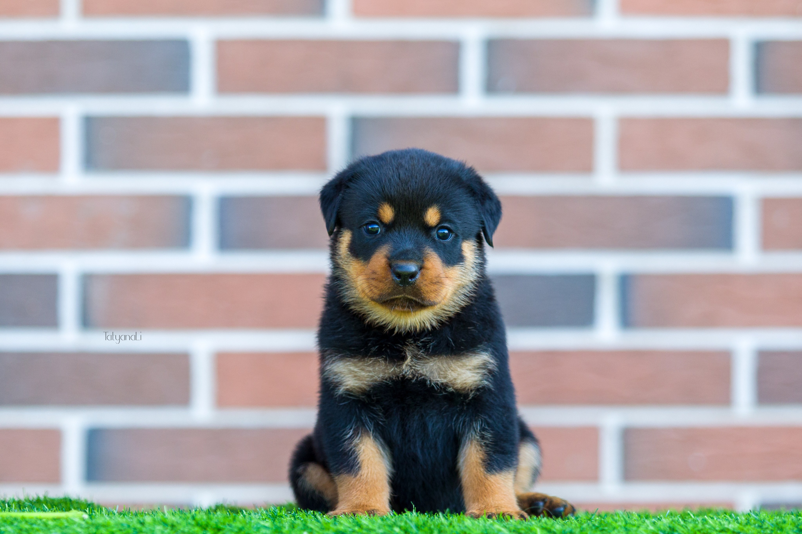 Ротвейлер. Фотограф — анималист Татьяна Ли