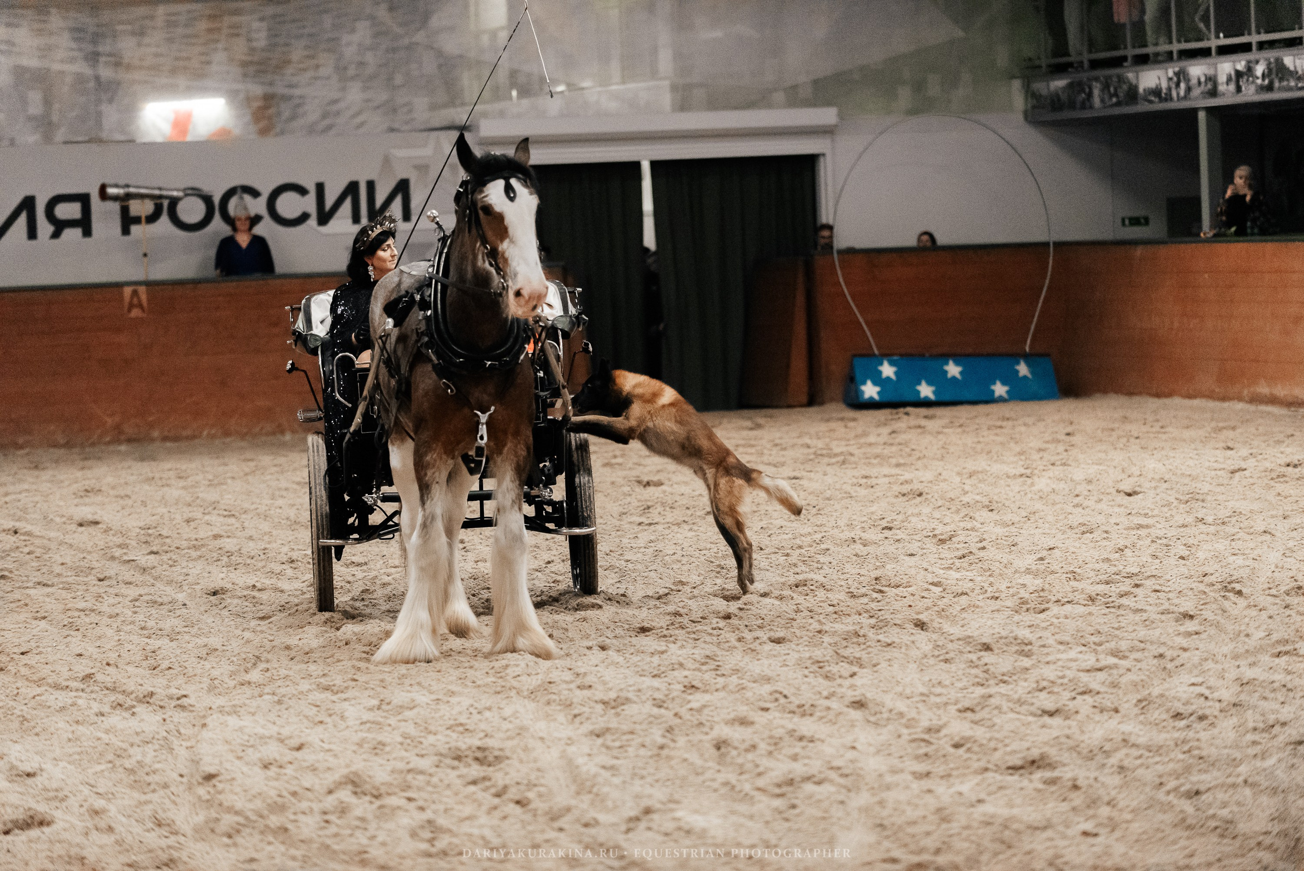 Конное представление «Дыхание Звёзд». Конный фотограф Куракина Дарья • Фотосессии с лошадьми