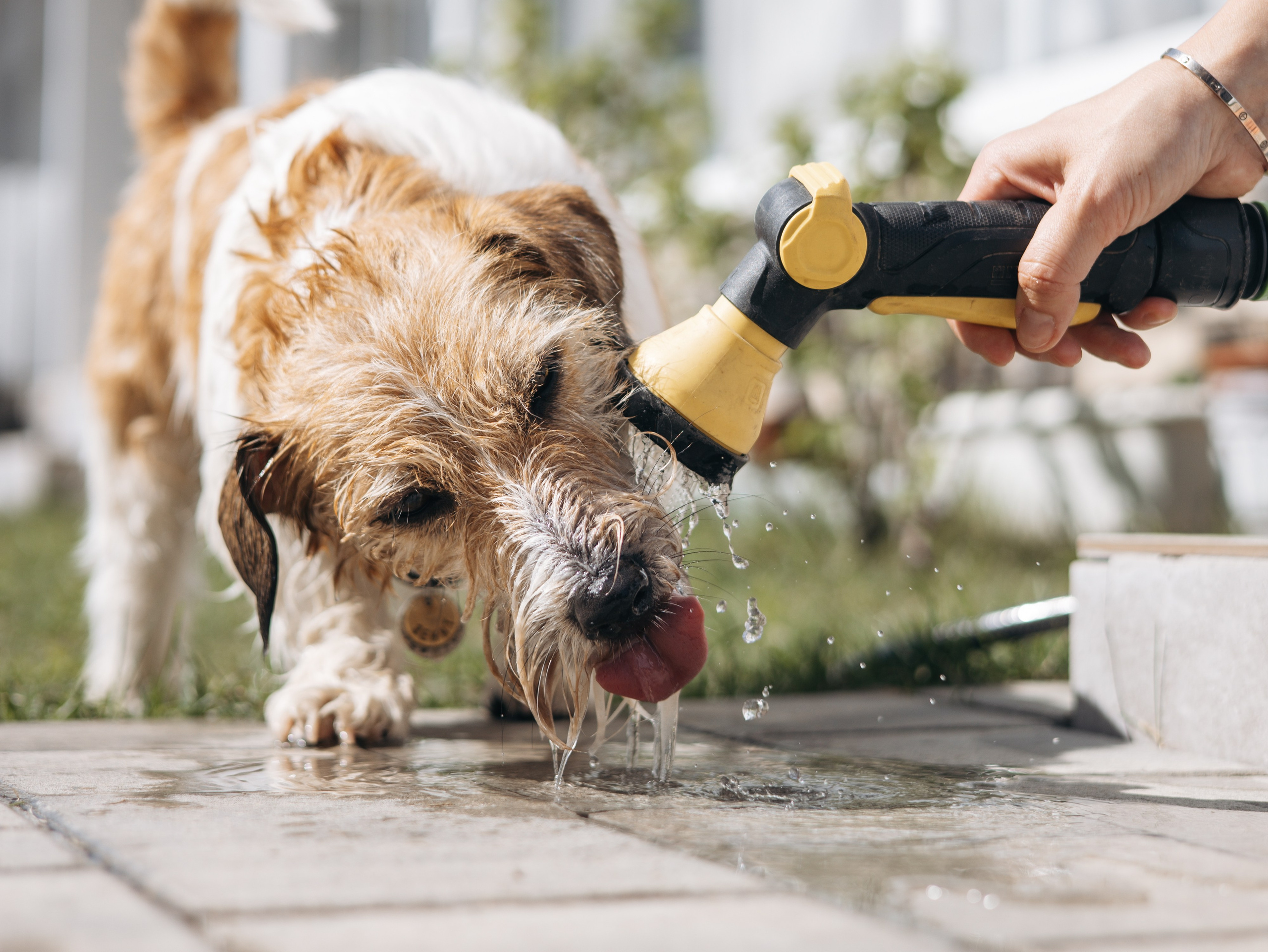 День рождение Зенита. Фотограф-анималист в Москве Кириллова Татьяна