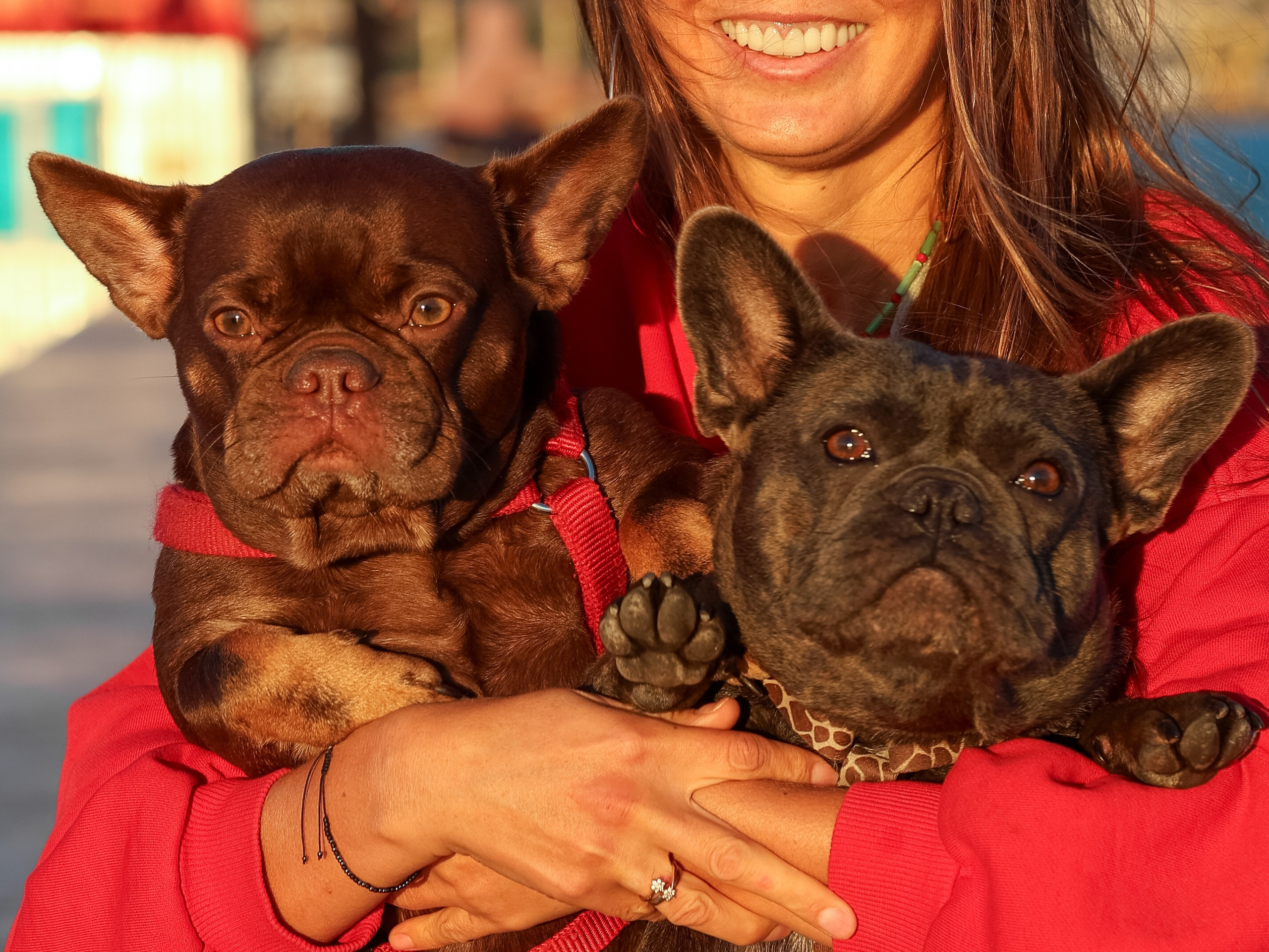 Белла, Луна и Нелли. Фотограф-анималист в Москве Кириллова Татьяна