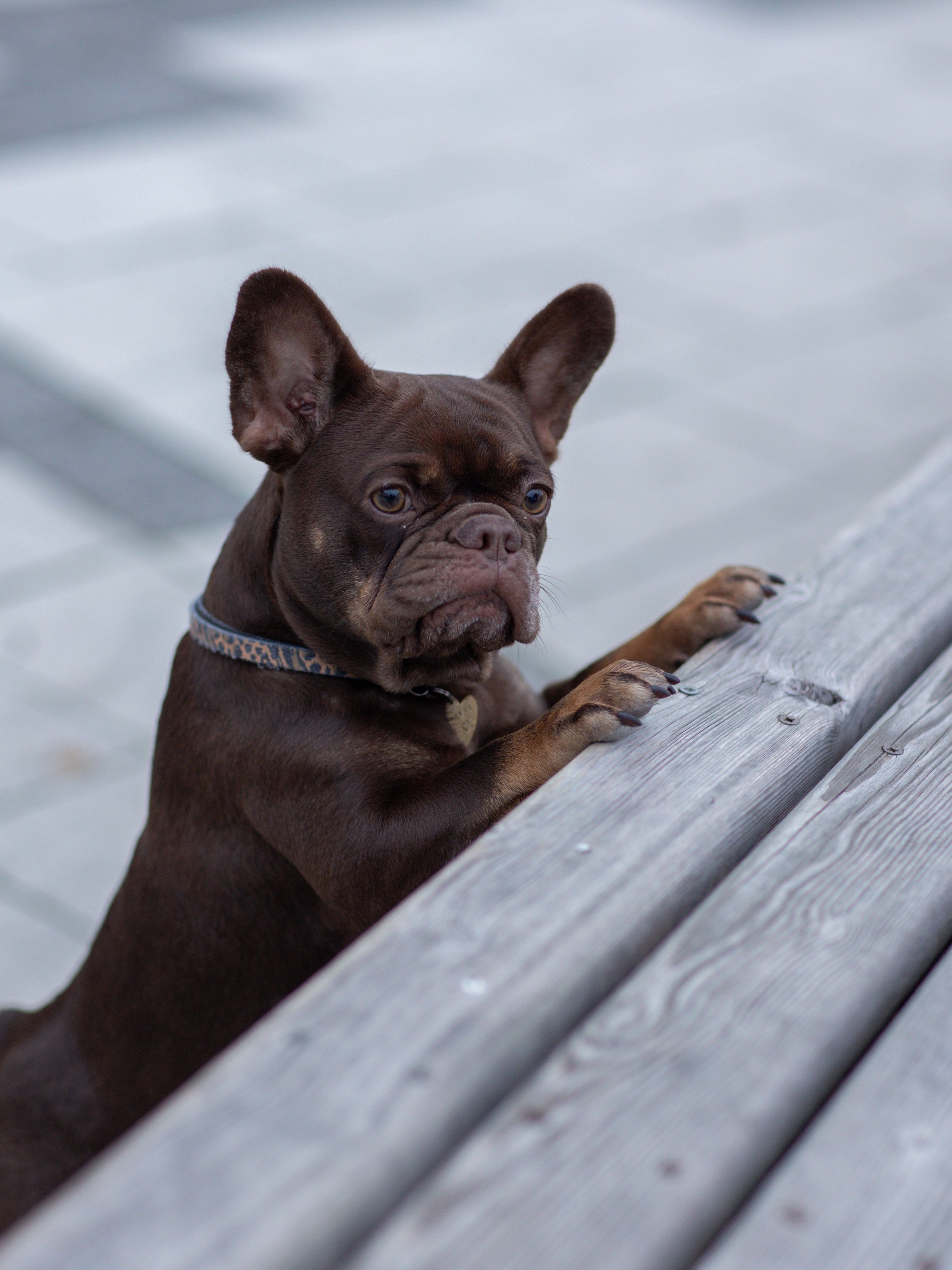 Нелли Буня и Луня. Фотограф-анималист в Москве Кириллова Татьяна