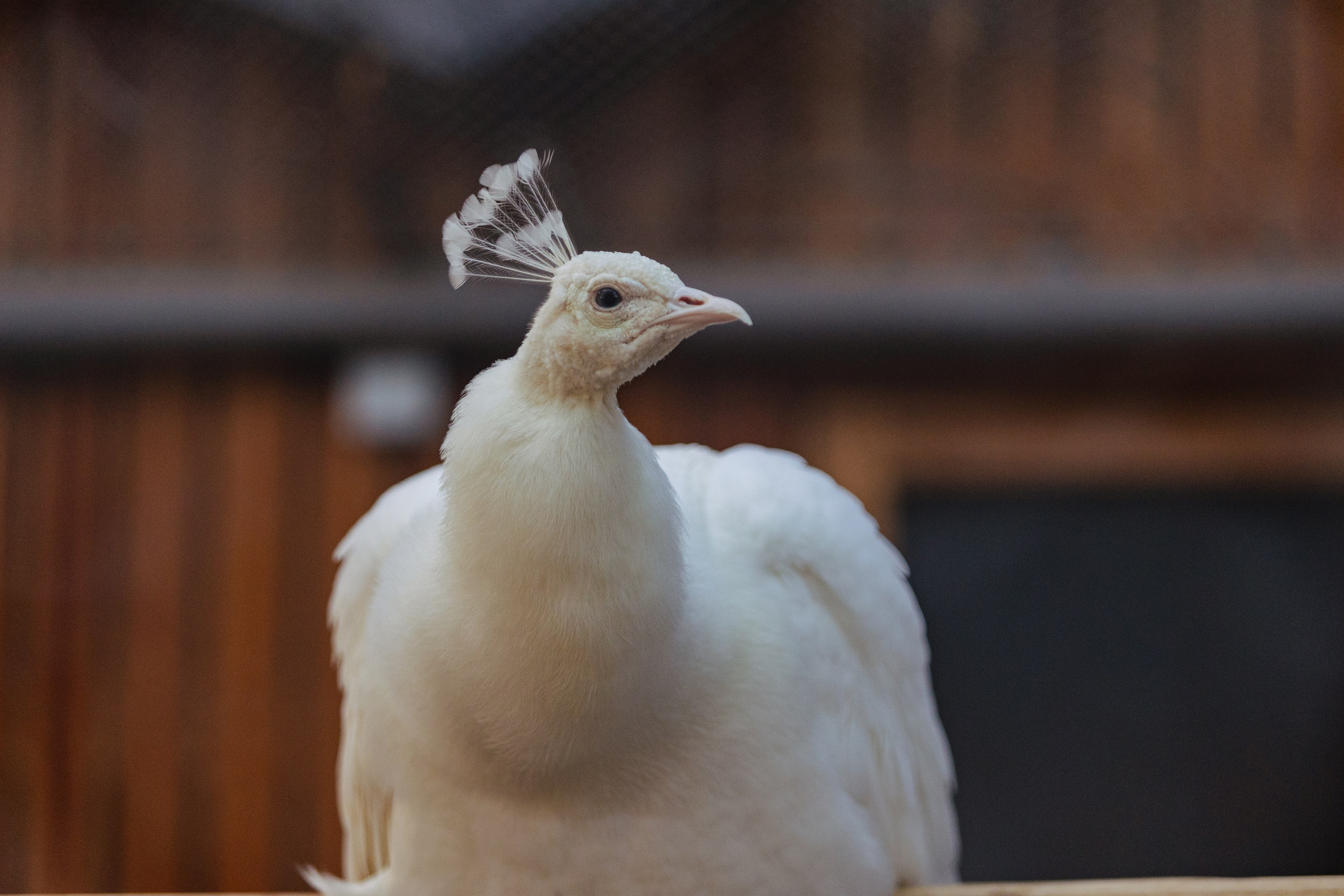Московский зоопарк. Photographer Sonkina Tatiana (Tanya Ash)