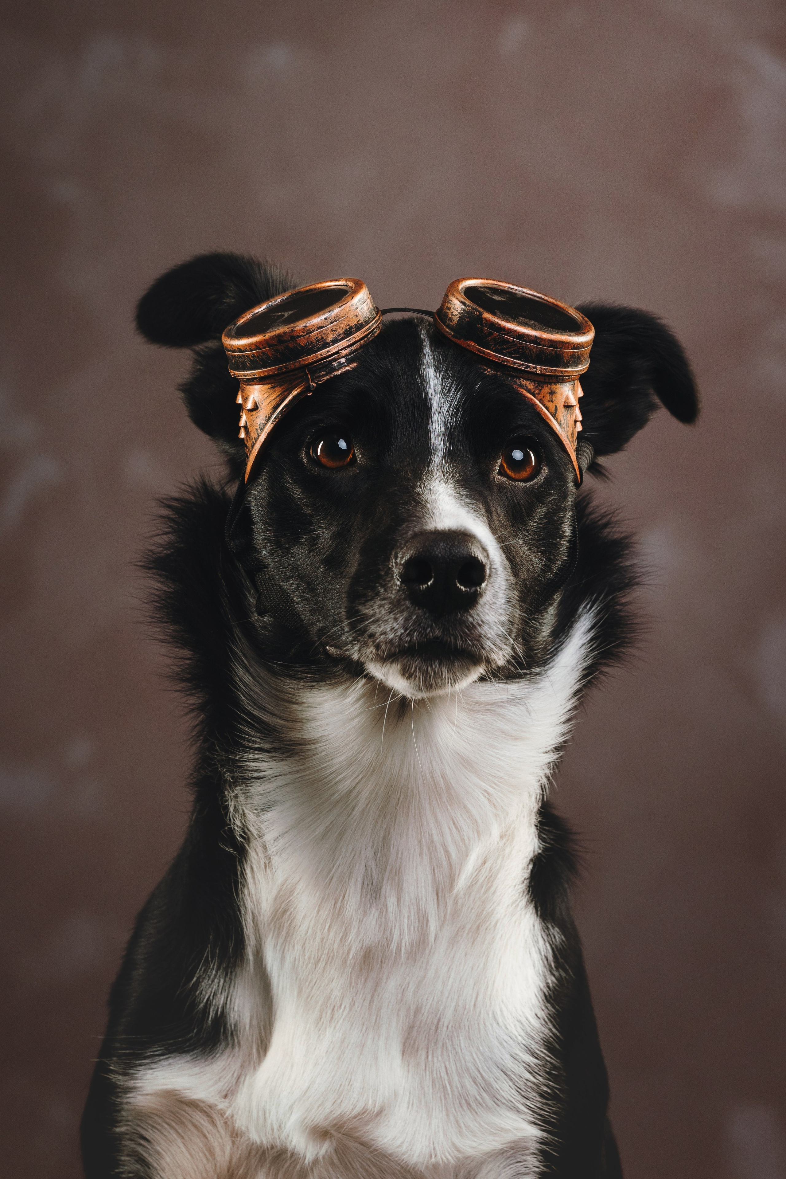 Бордер-колли. Фотограф анималист Осипчикова Мария