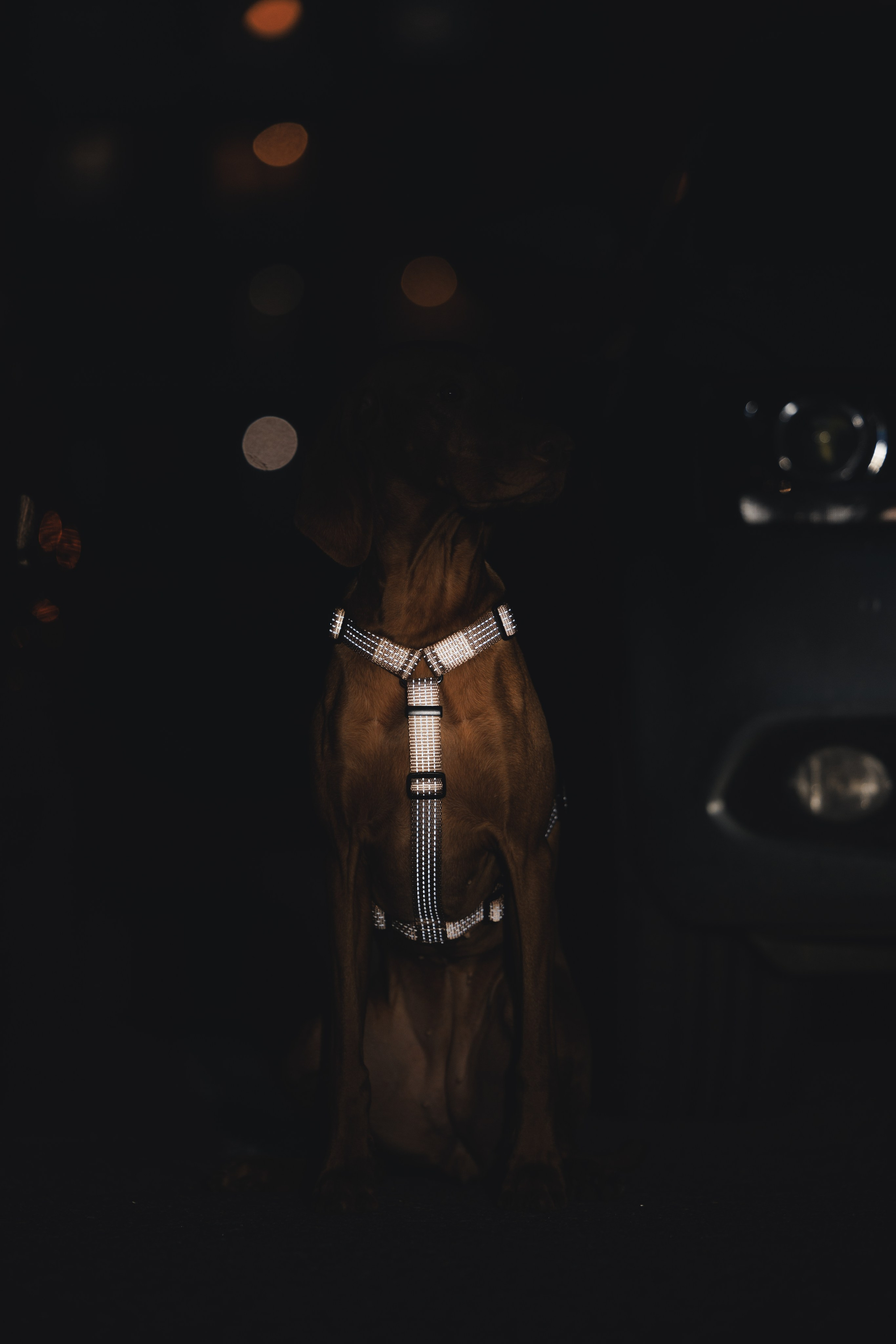 Шлейки Petforta. Фотограф анималист Осипчикова Мария