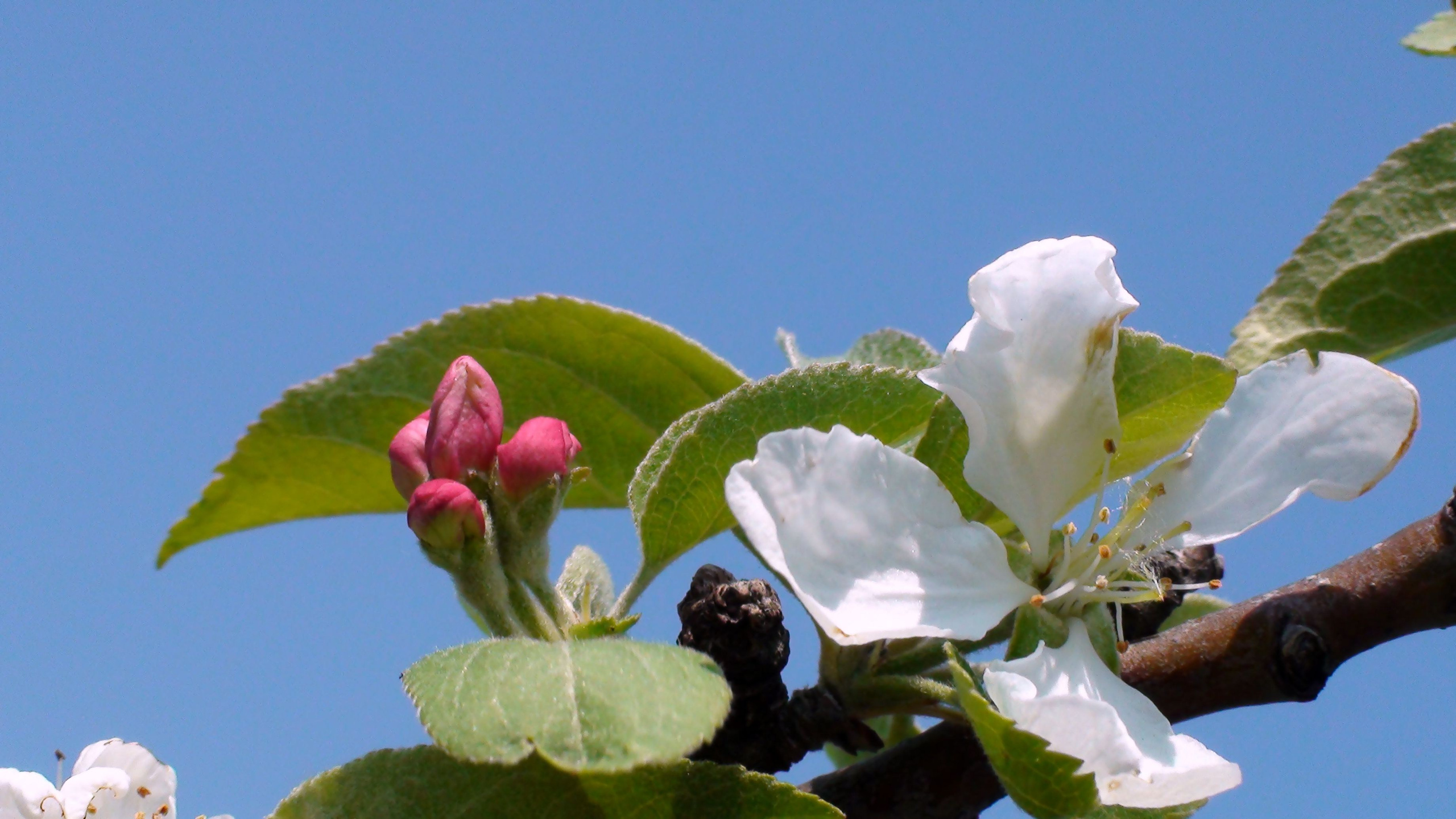 Дача 07.06.2009. Семейный, Свадебный фотограф СПБ Питер— Романова Екатерина
