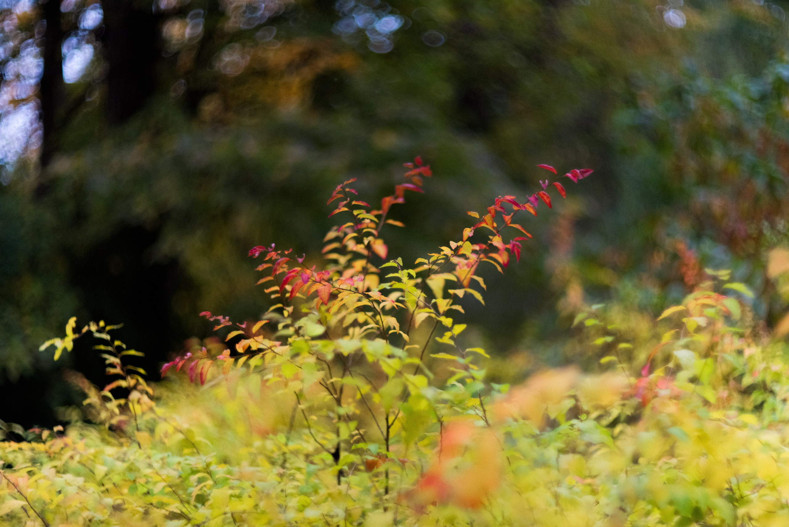 Autumn. Свадебный фотограф Санкт-Петербург DanyaPhotoart