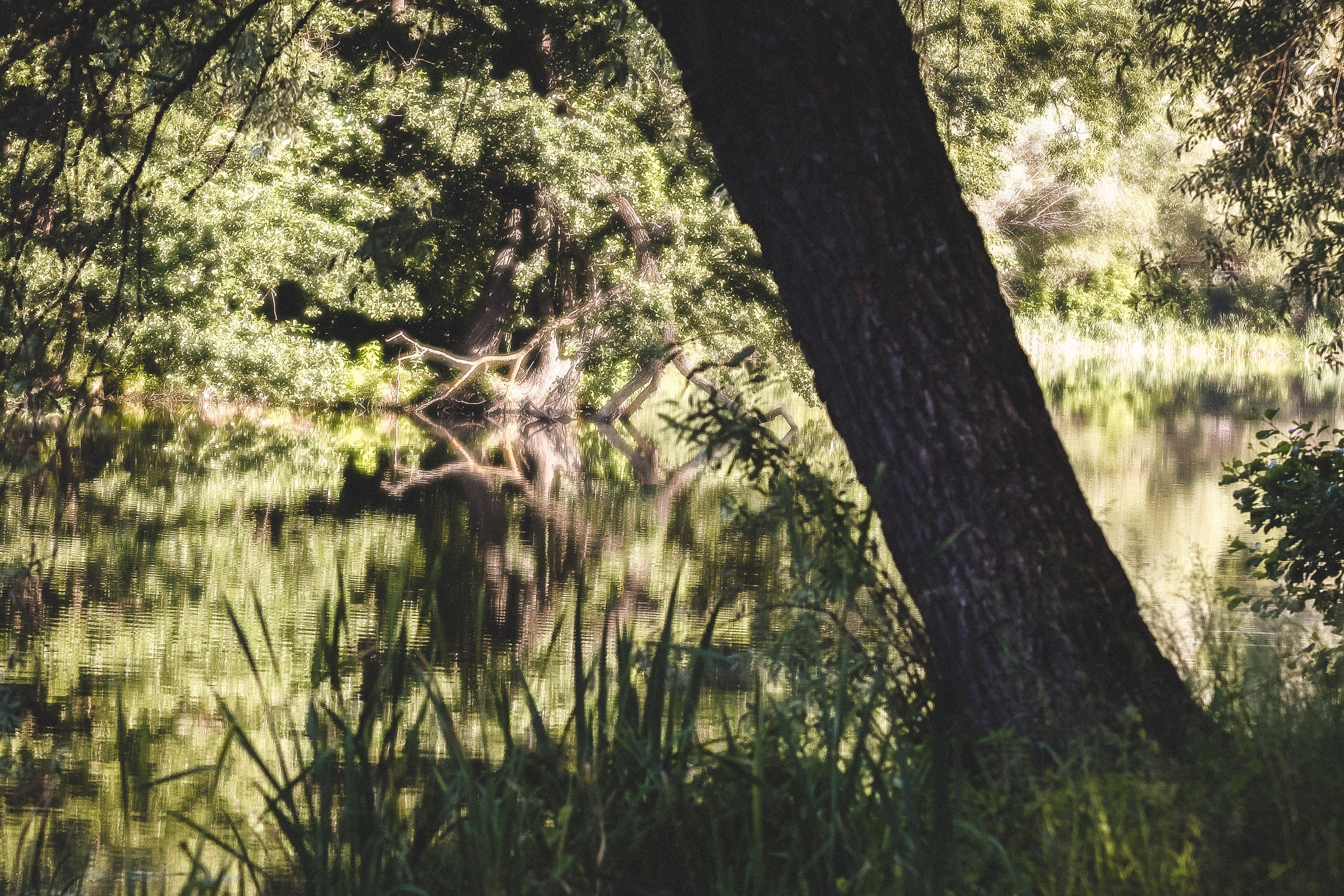 Летний день в пейзаже Canon 135mm Soft