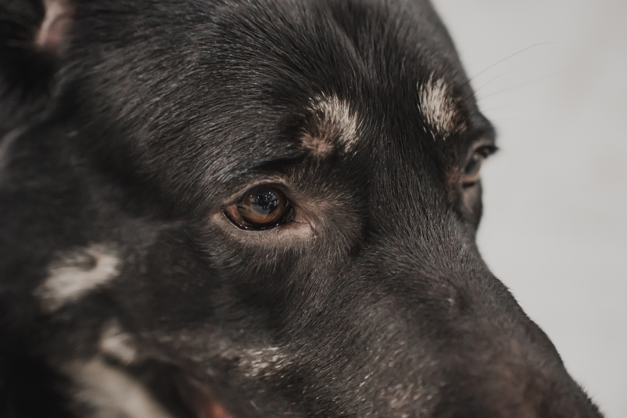 Международная выставка собак всех пород. Репортажный фотограф Анастасия Рубцова