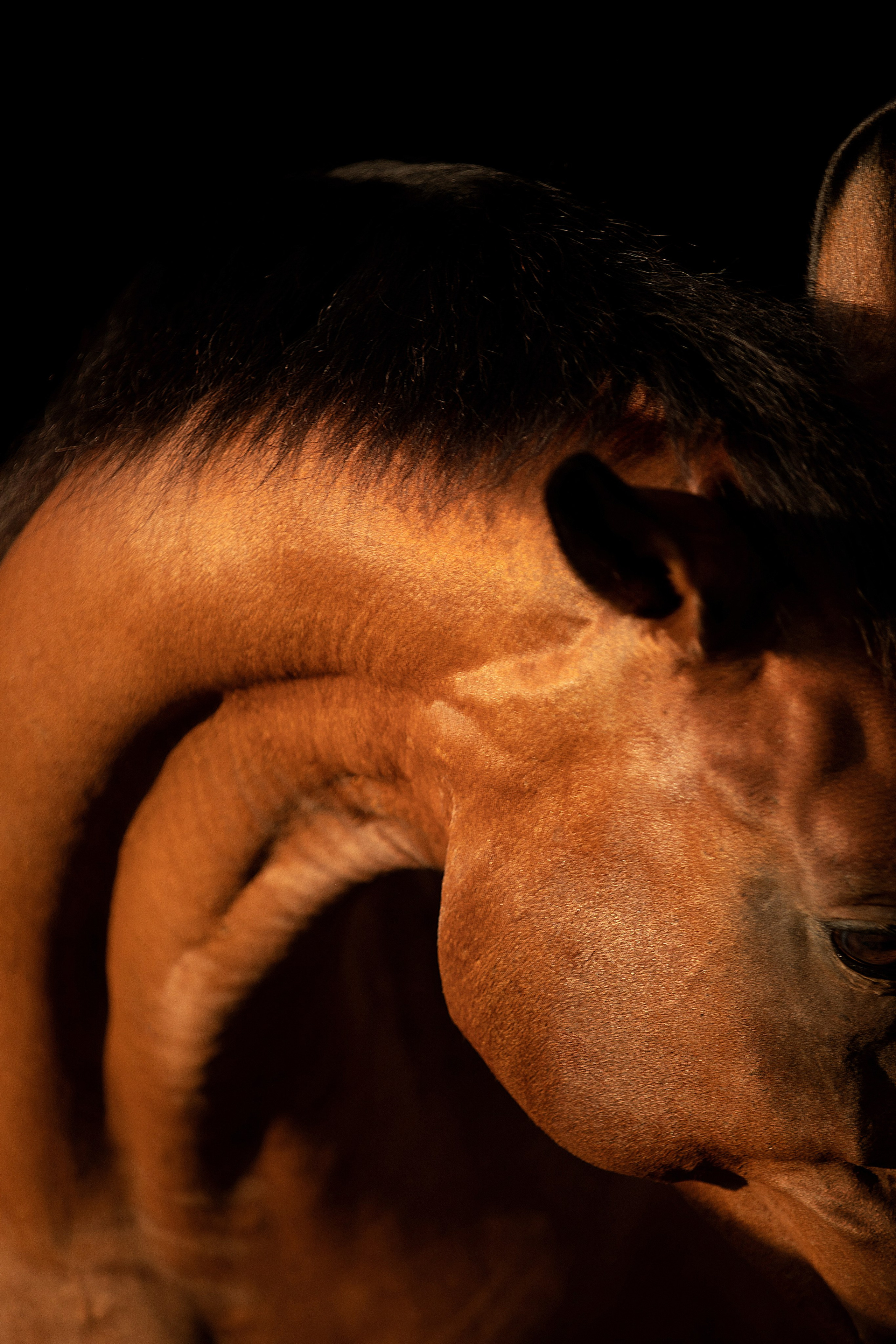 Лошади на свободе. Конный и театральный фотограф Анапа