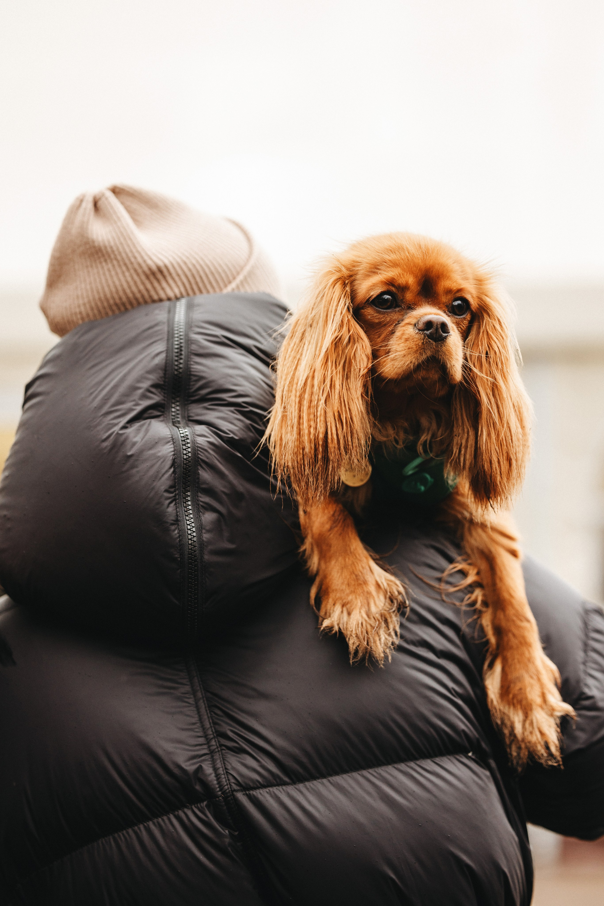 Встреча ККЧС. Фотограф анималист Осипчикова Мария