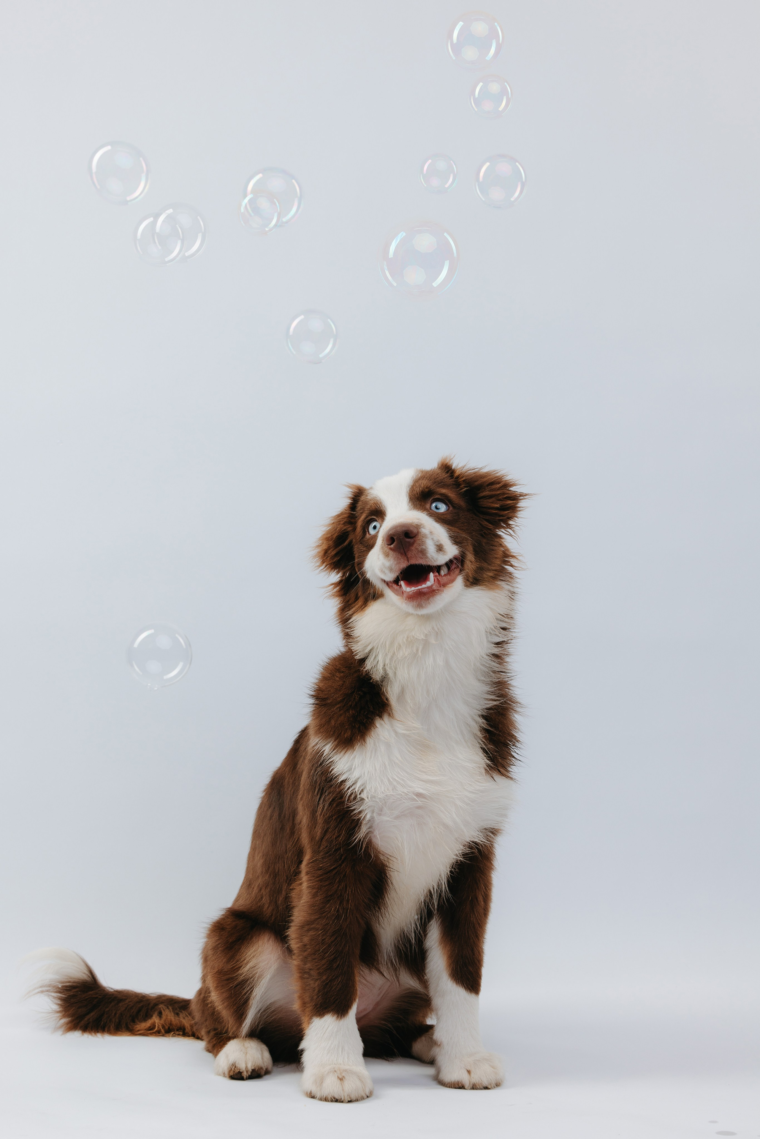 Миниаусси Дайс. Фотограф анималист Осипчикова Мария